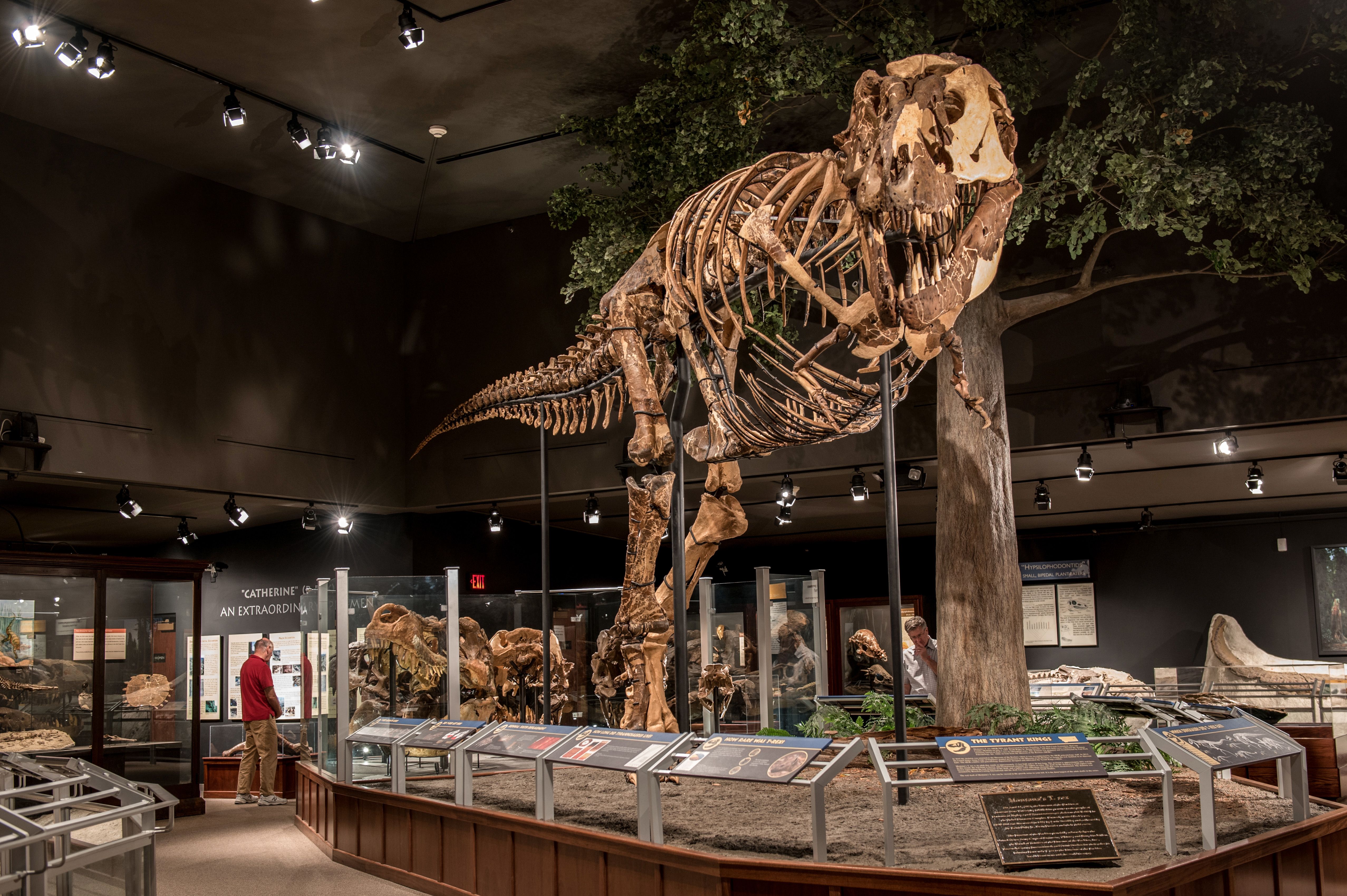 Das vollstÃ¤ndigste Skelett eines Tyrannosaurus Rex im Museum of the Rockies in Bozeman, Montana