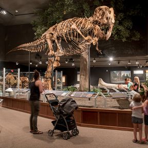 Einblicke in das Museum of the Rockies in Bozeman, Montana