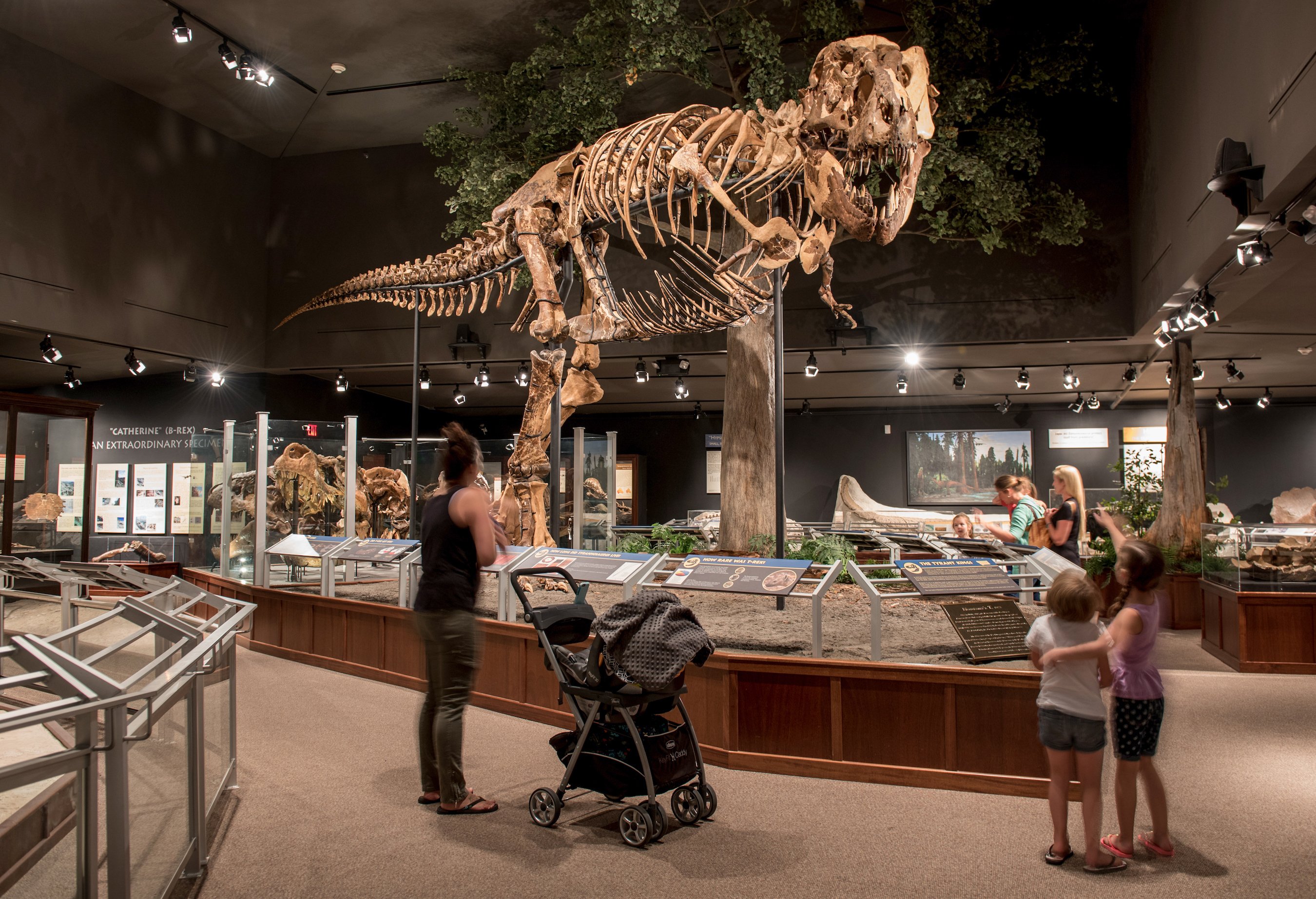 Einblicke in das Museum of the Rockies in Bozeman, Montana