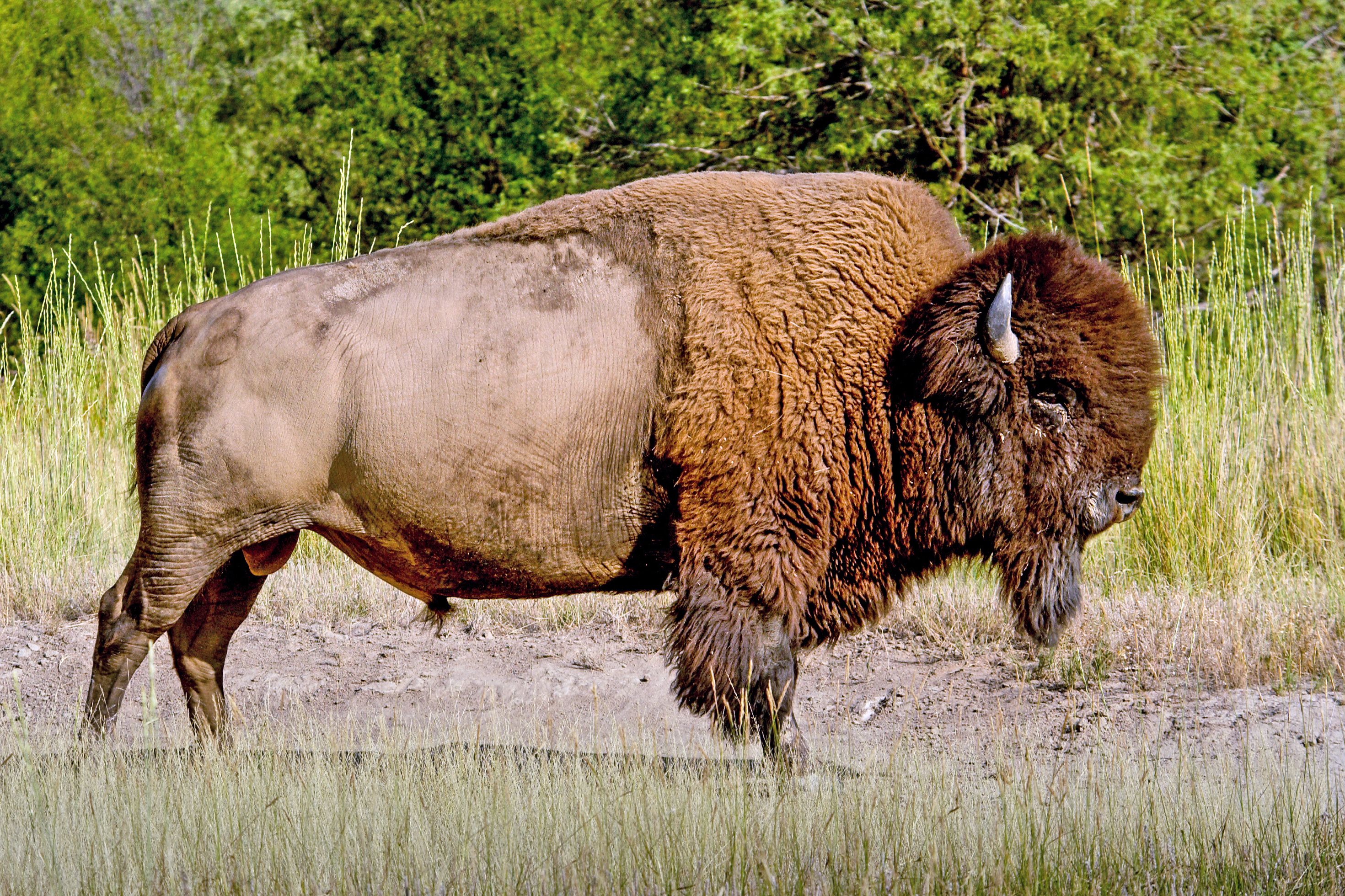 National Bison Range