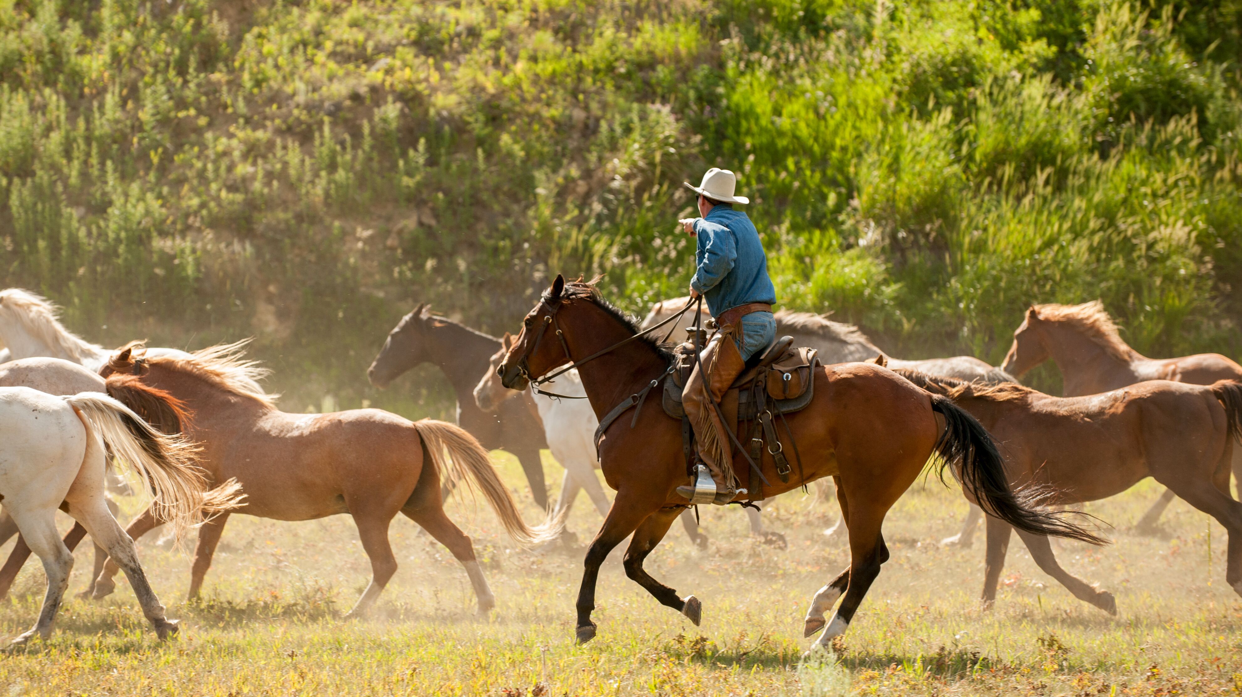 Cowboy reitet mit Pferden durch Montana