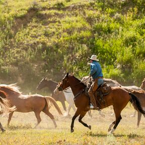 Ein Cowboy reitet mit seinen Pferden