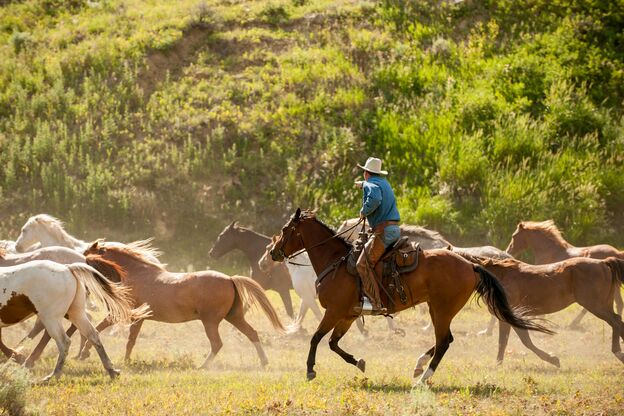 Ein Cowboy reitet mit seinen Pferden Ein Cowboy reitet mit seinen Pferden
