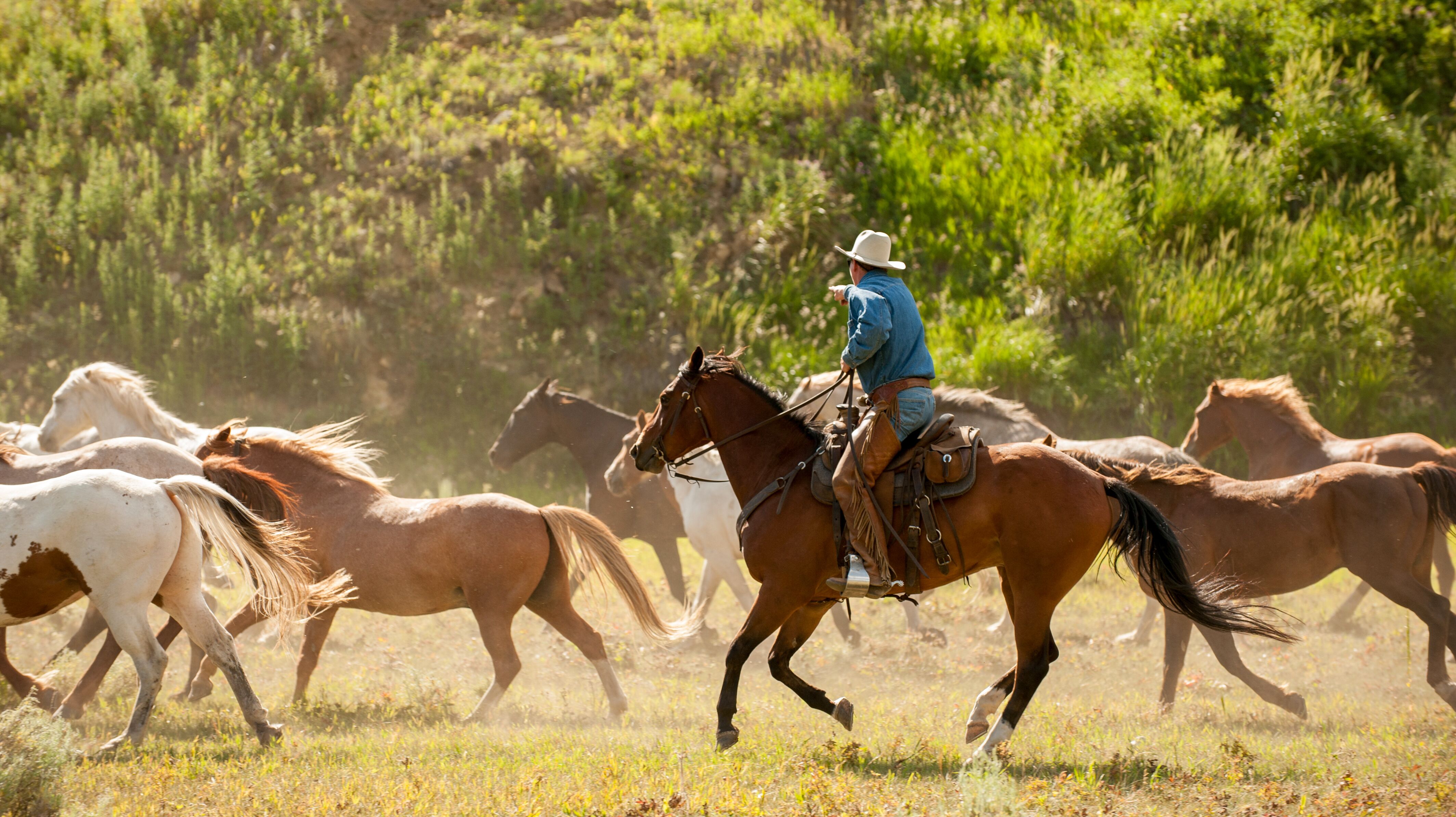 Cowboy reitet mit Pferden durch Montana