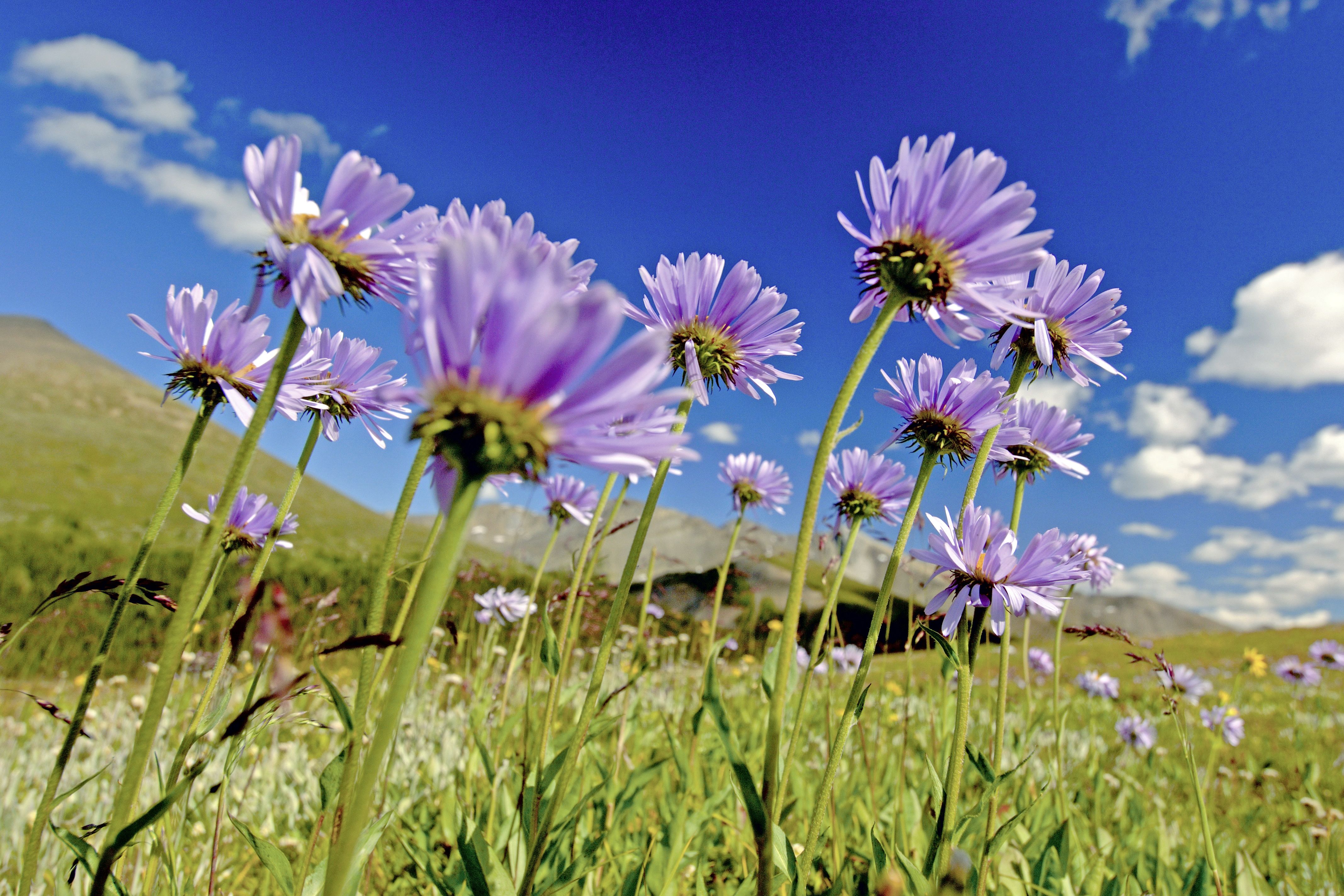 Natur im Glacier National Park