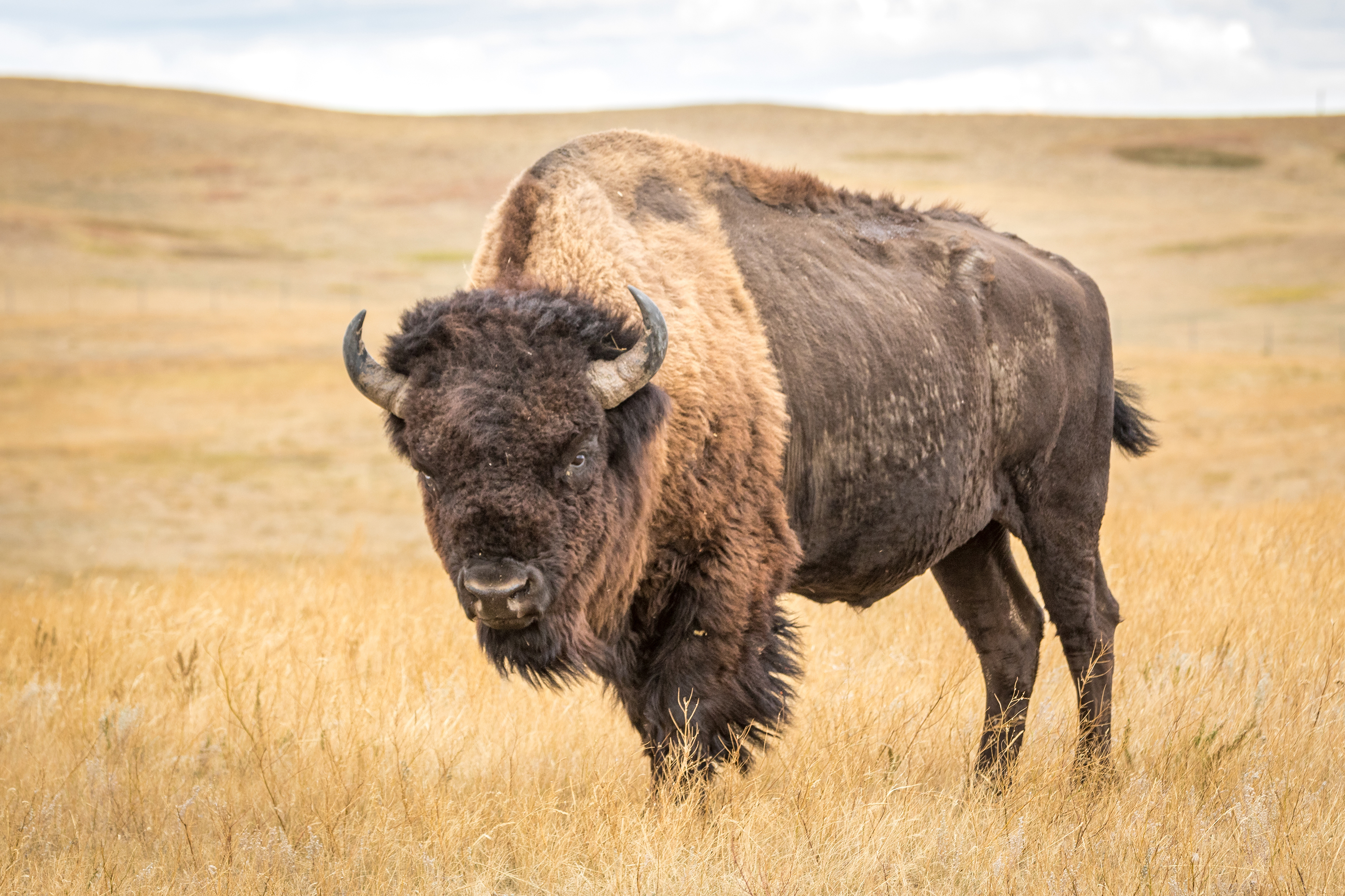 Ein Bison in North Dakota