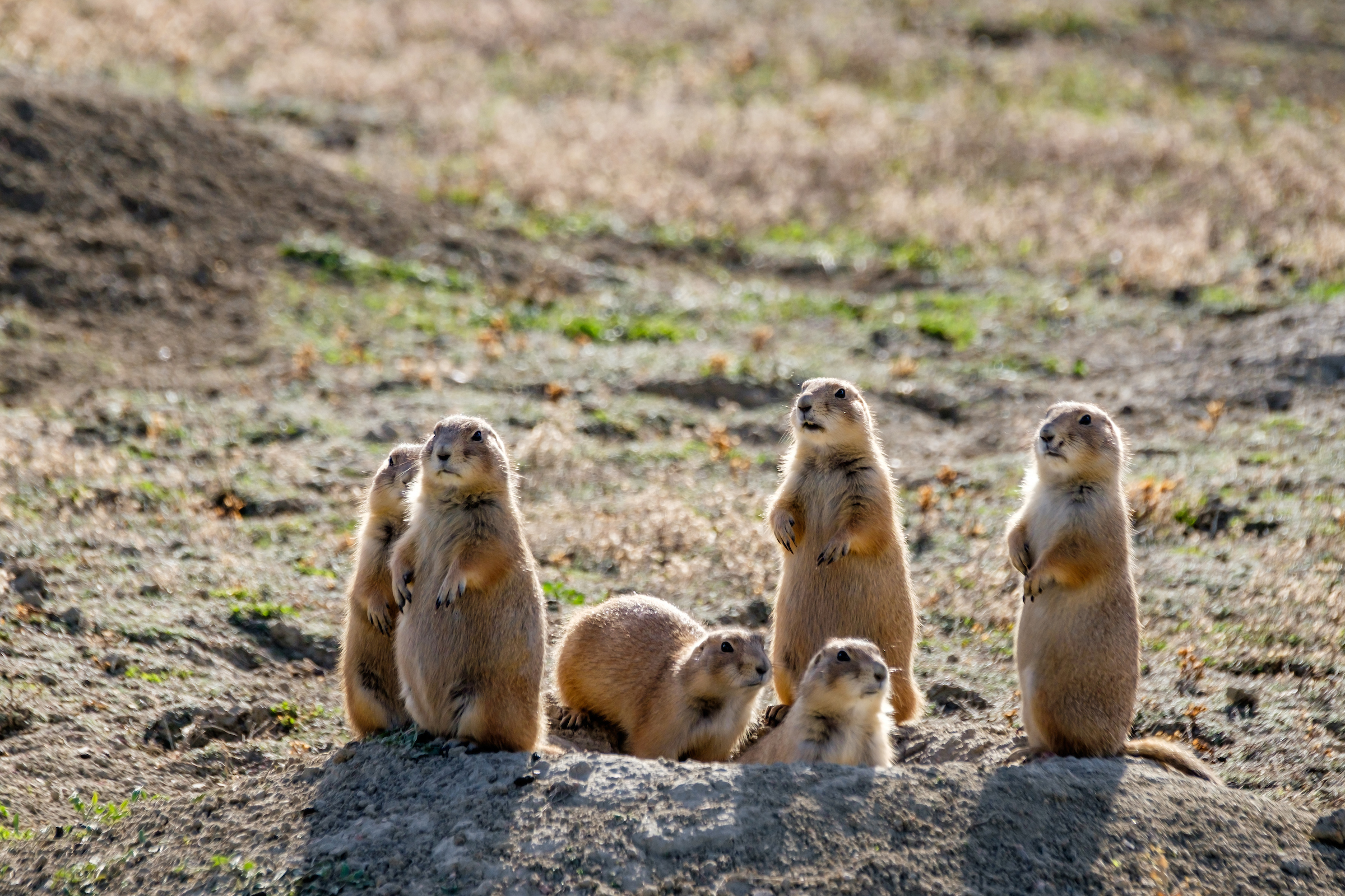 Eine Gruppe von Präriehunden im Theodore Roosevelt National Park in North Dakota