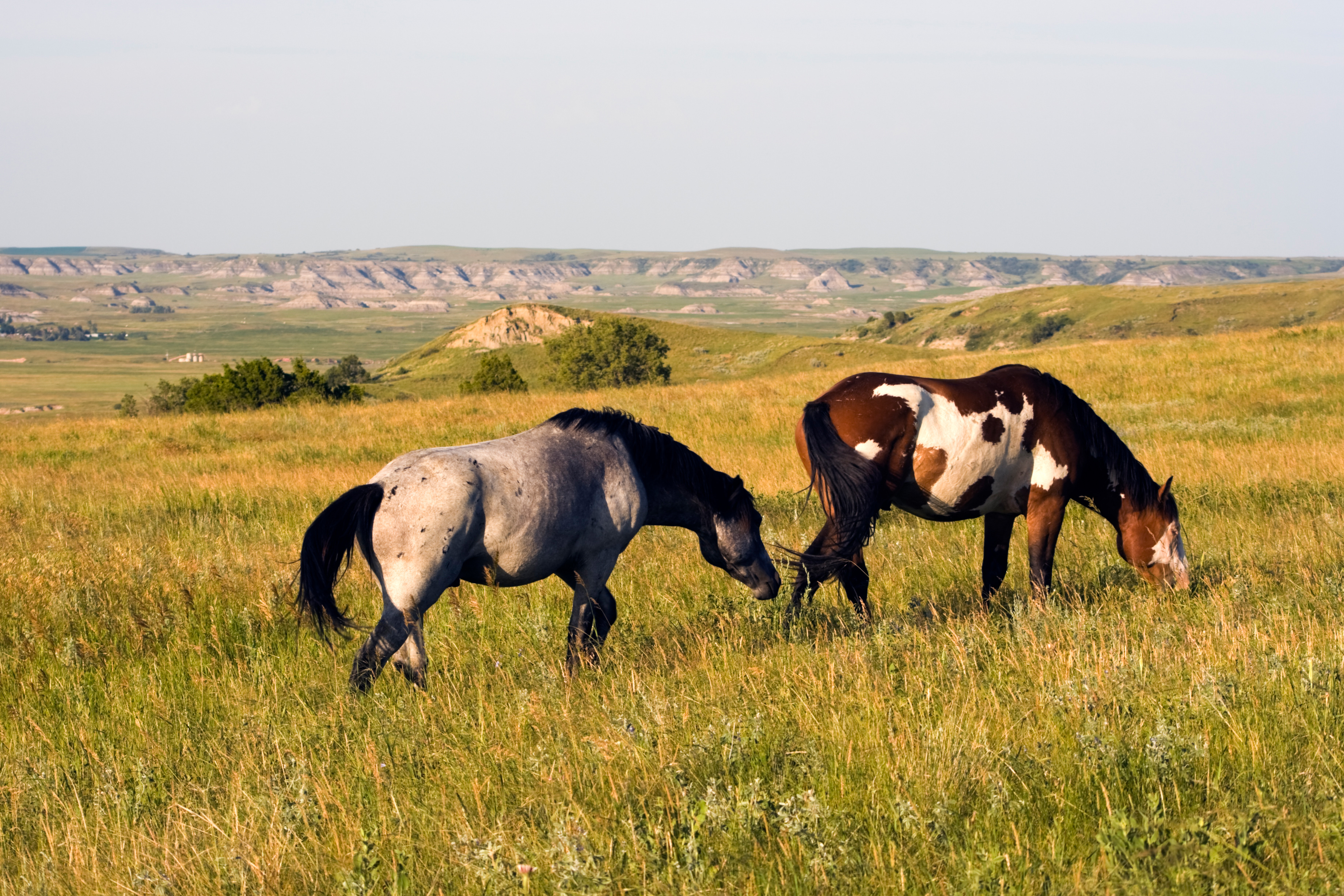 Wildpferde in der Prärie des Theodore Roosevelt National Park, North Dakota