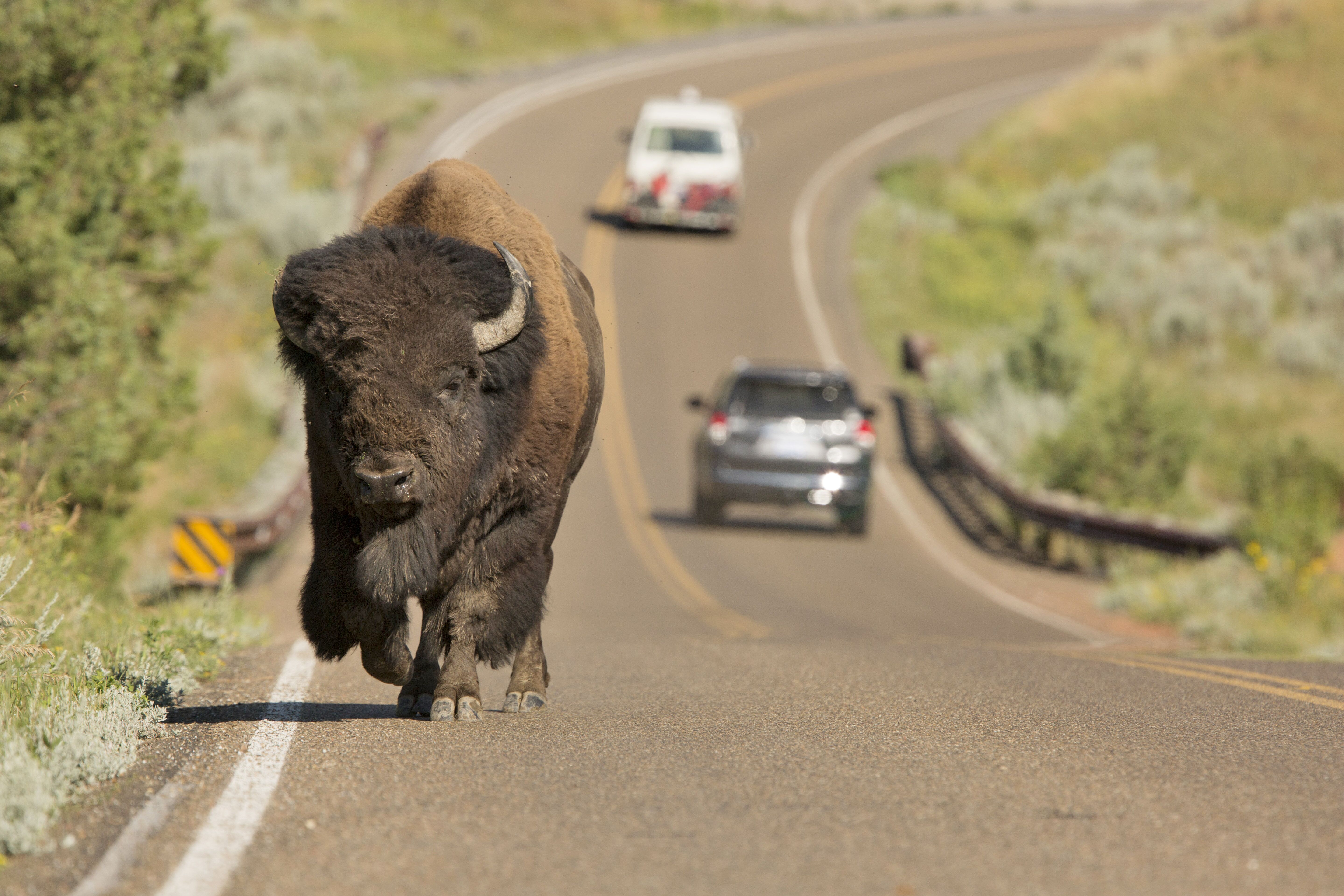 Ein Bison auf einem Highway im Theodore Roosevelt Nationalpark, North Dakota