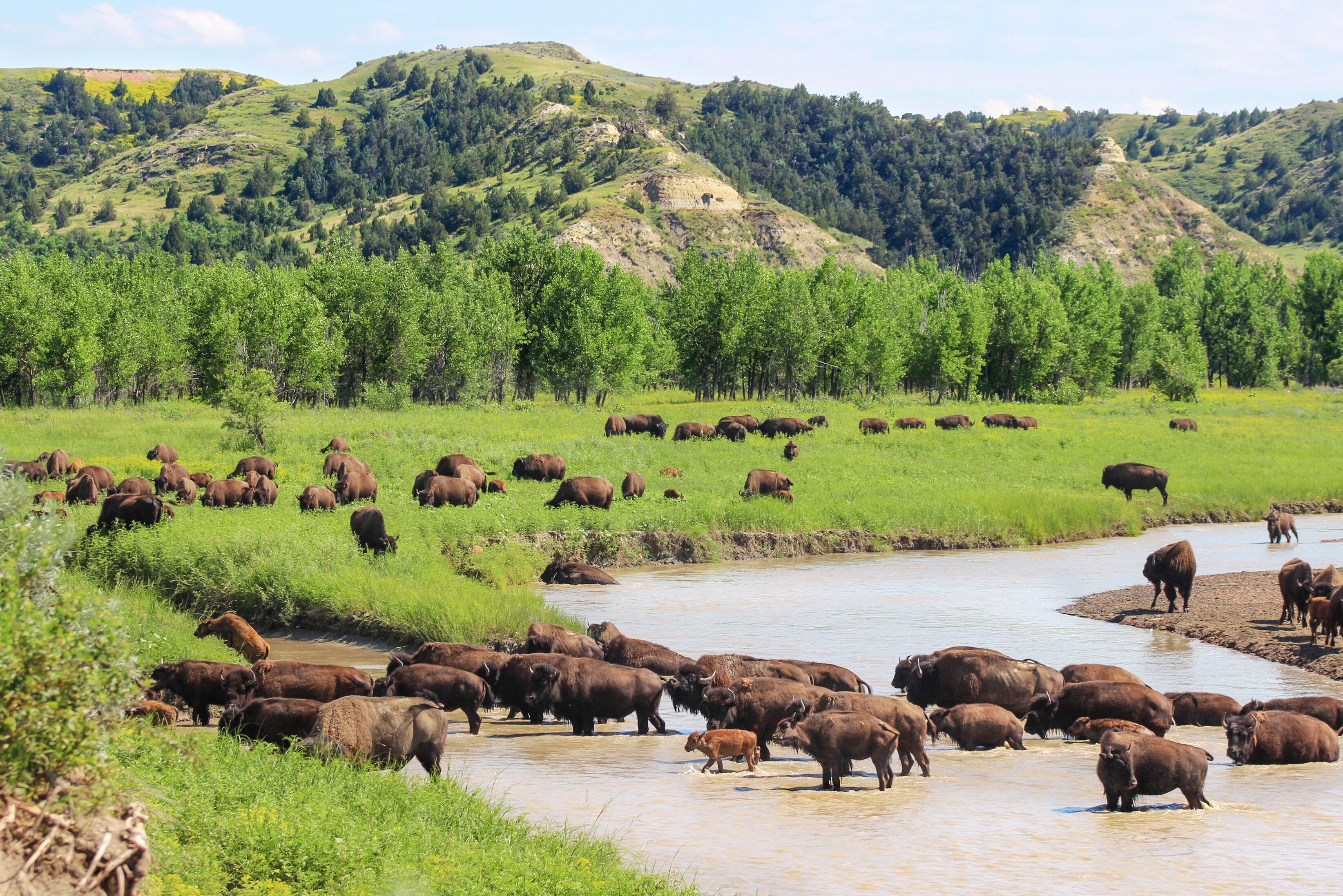 Bisonherde im Theodore Roosevelt National Park in North Dakota