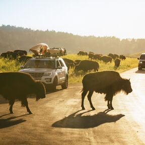 Bisons überqueren eine Straße im Custer State Park South Dakota