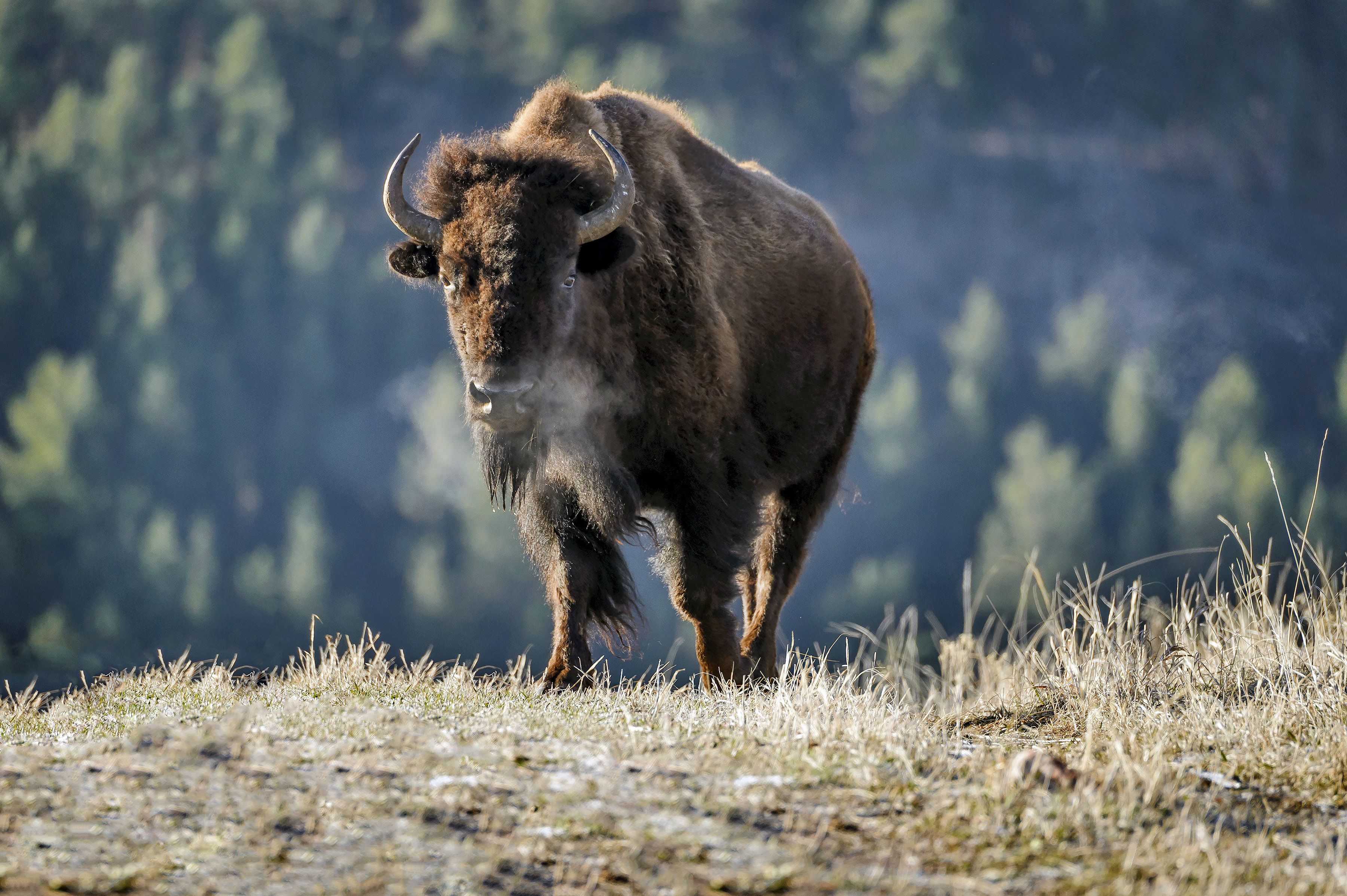 Ein Bison im Wind Cave Nationalpark, South Dakota