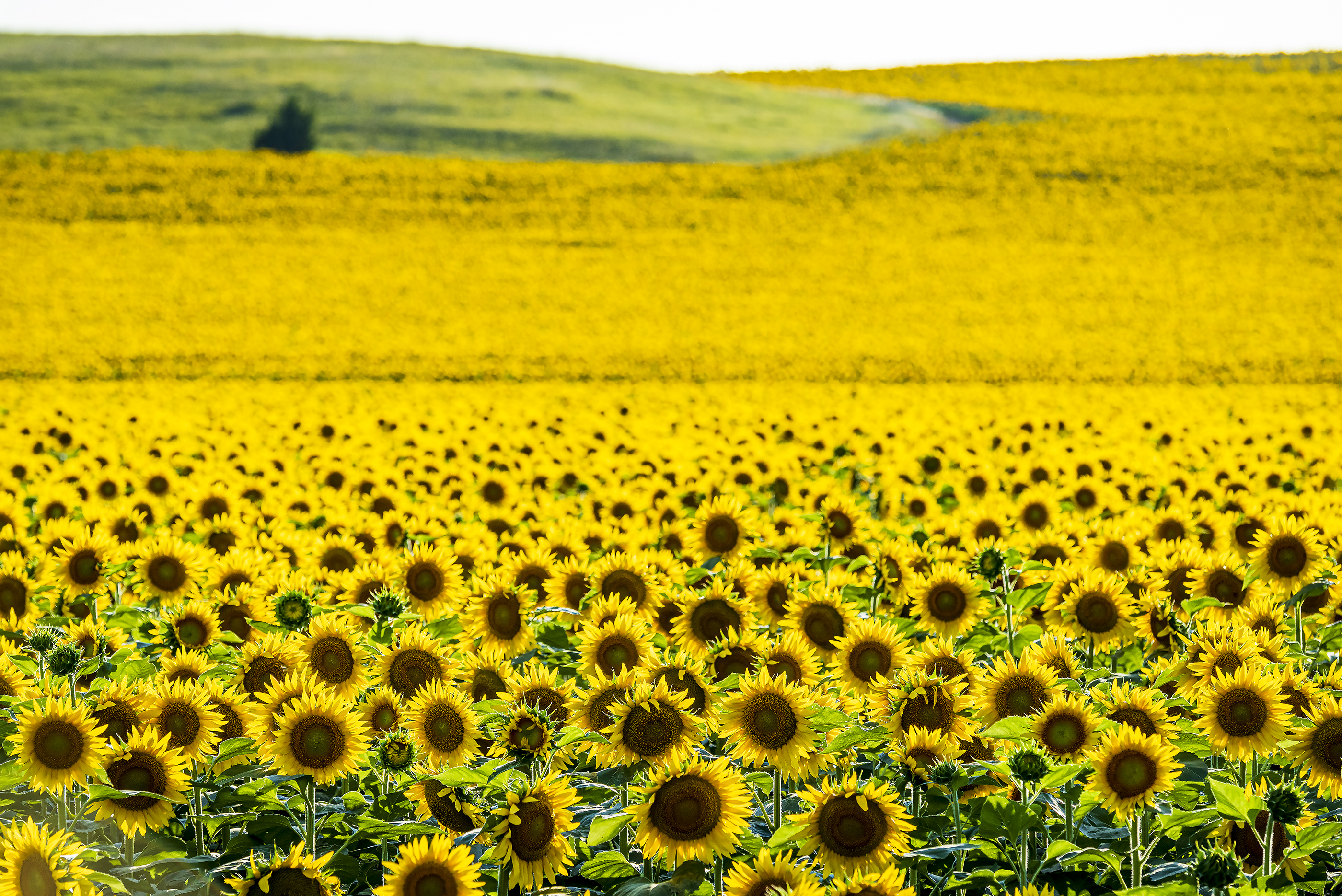Tausende Sonnenblumen wohin das Auge reicht