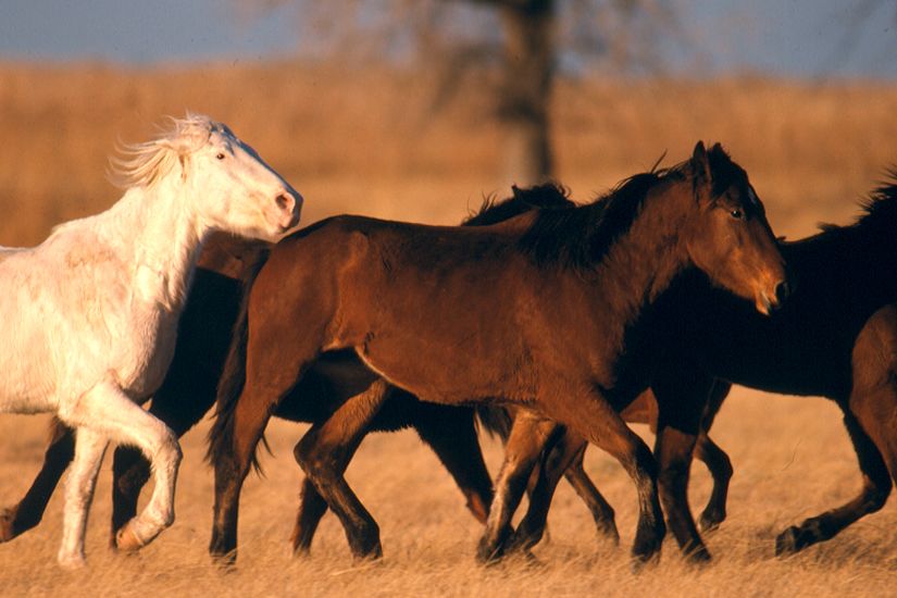 regionen/usa/rocky-mountain-staaten/southdakota/allgemein/wildpferde.cr825x550-0x0