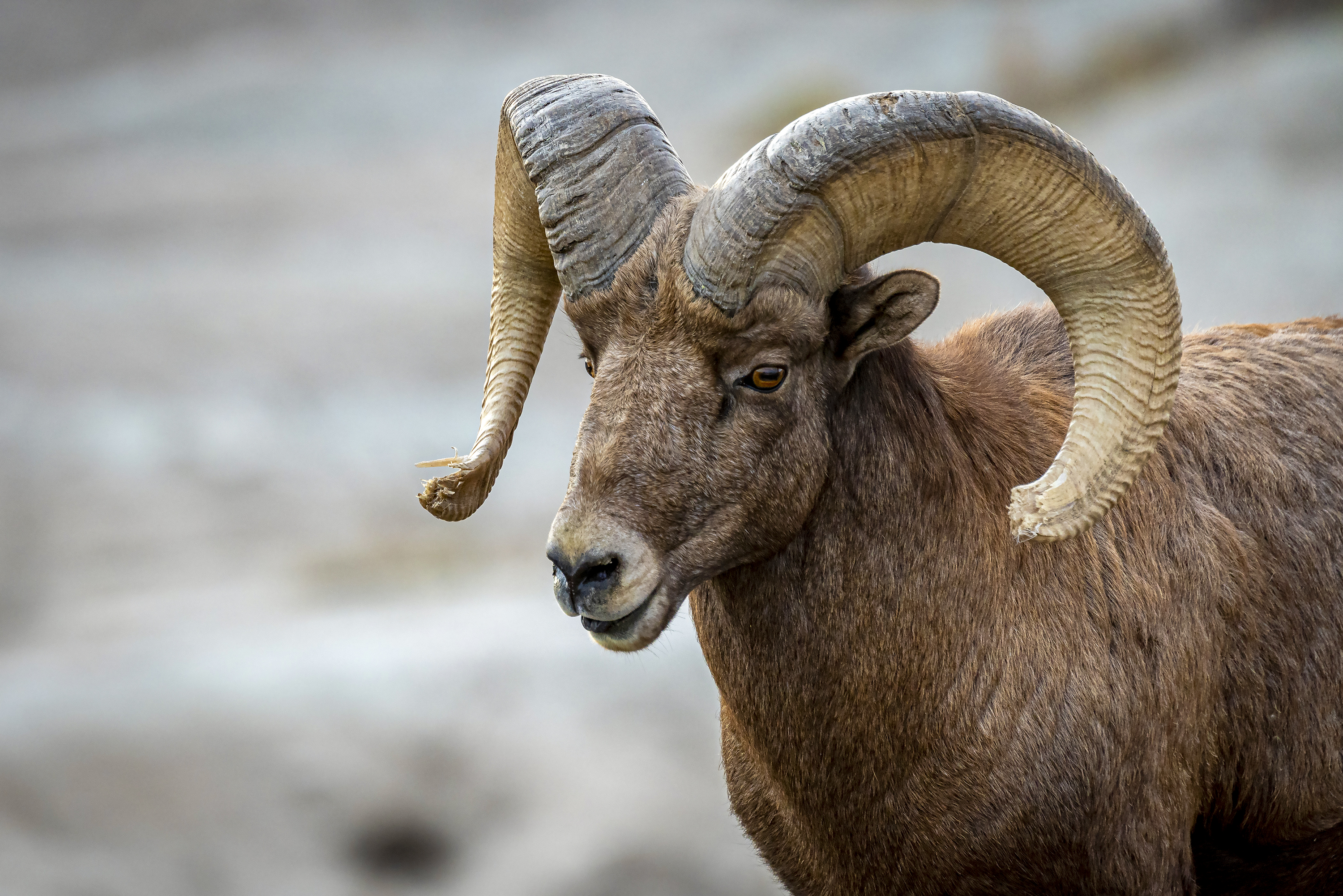 Ein Dickhornschaf unterwegs im Badlands National Park in South Dakota
