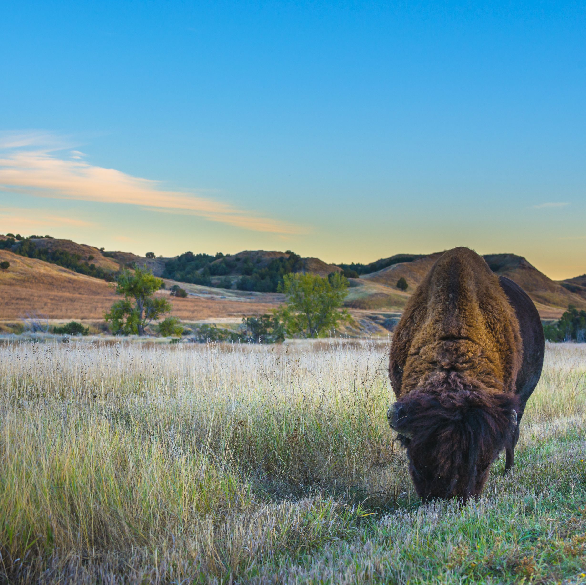 Ein grasender Bison im Badlands National Park in South Dakota