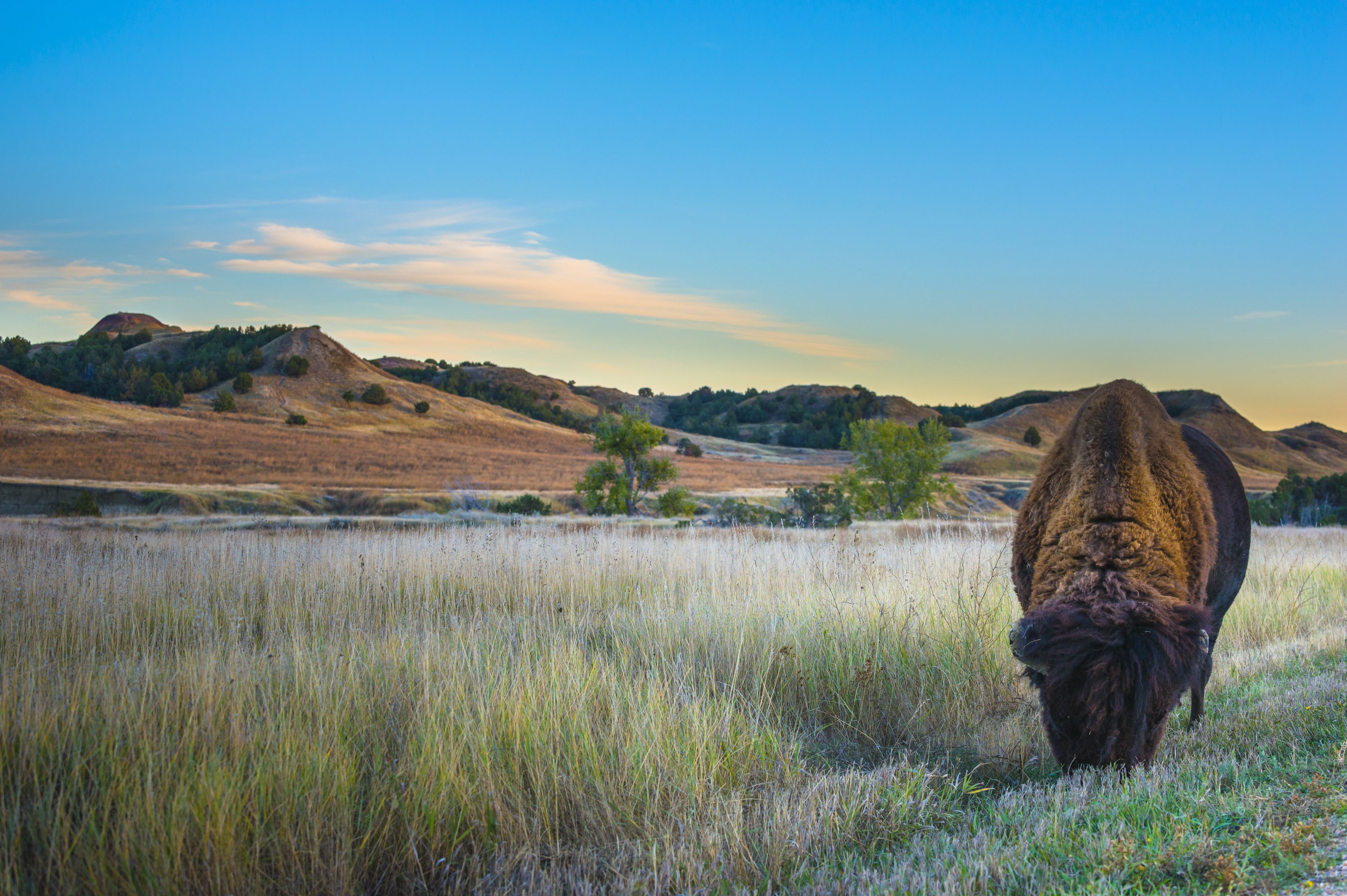 Ein grasender Bison im Badlands National Park in South Dakota