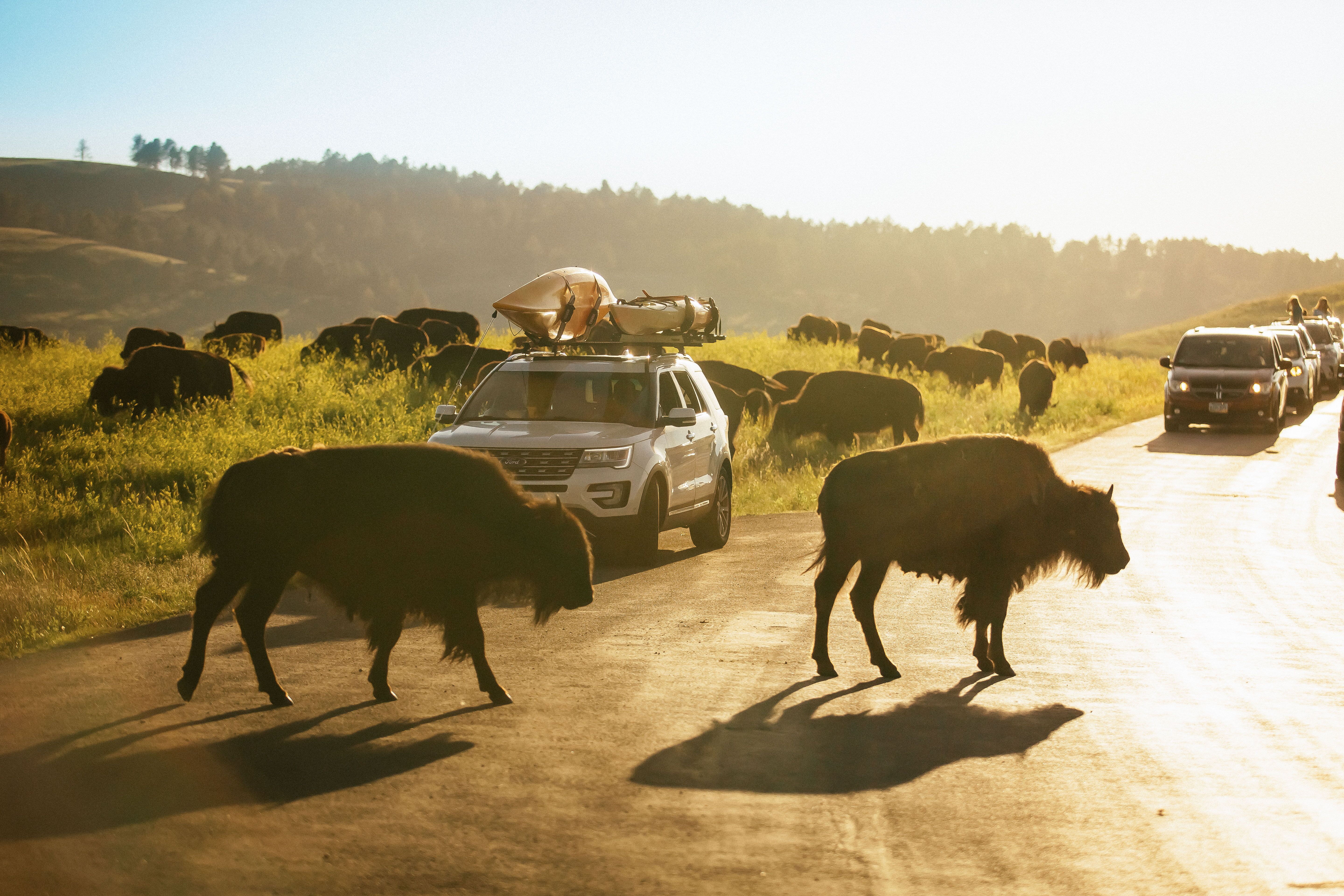 Bisons in freier Wildbahn im Custer State Park South Dakotas hautnah erleben