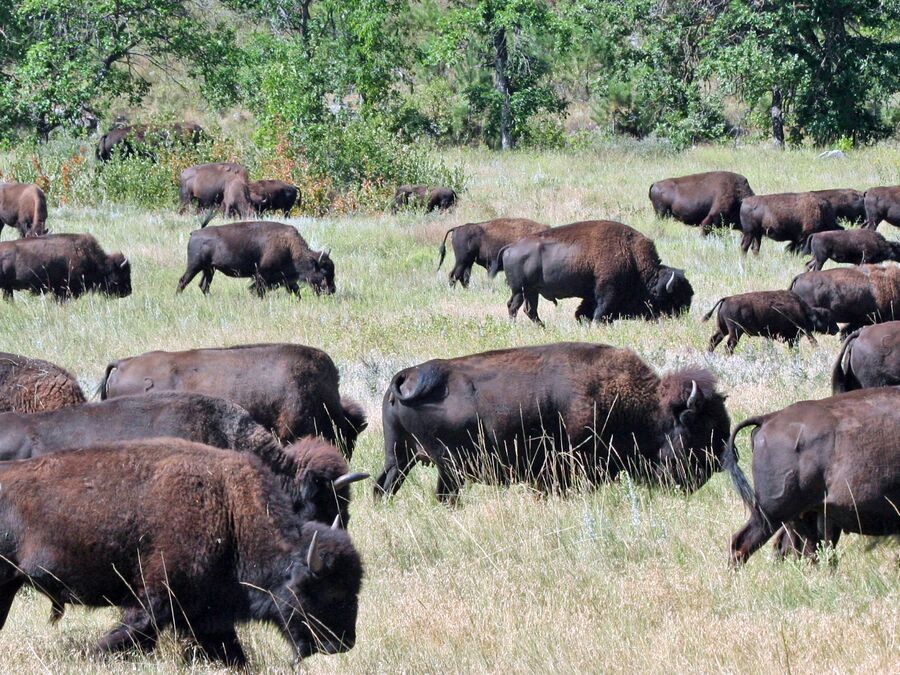 Eine Büffelherde in freier Natur