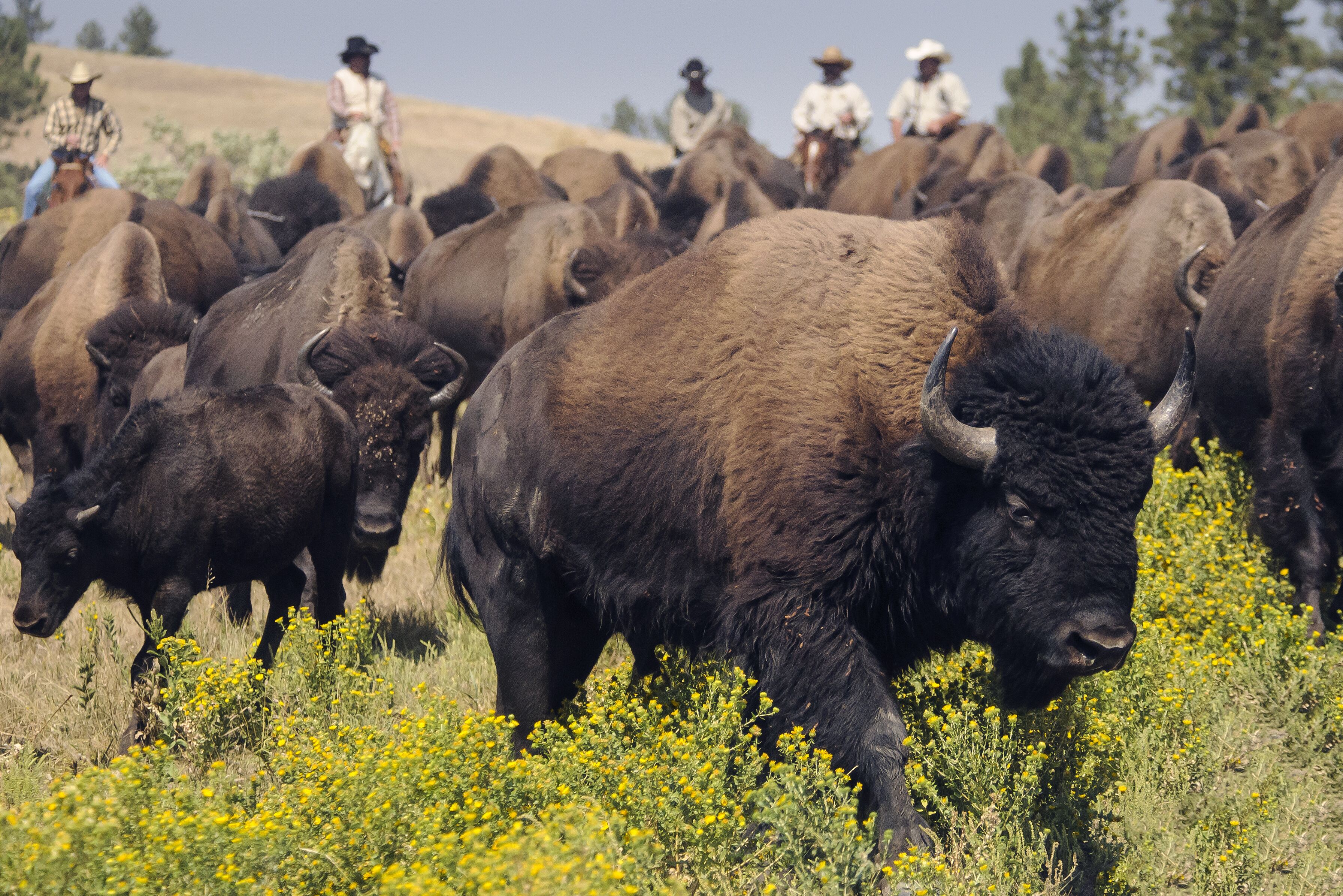 Buffalo Round Up Bisonherde Buffalo Round Up Bisonherde