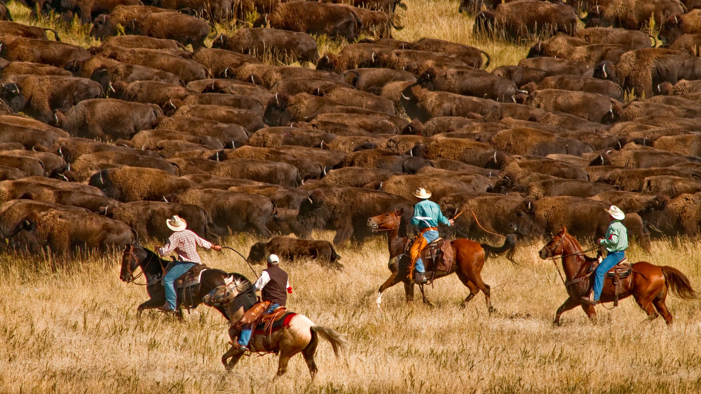 Cowboys treiben eine Horde Buffalos zusammen Cowboys treiben eine Horde Buffalos zusammen