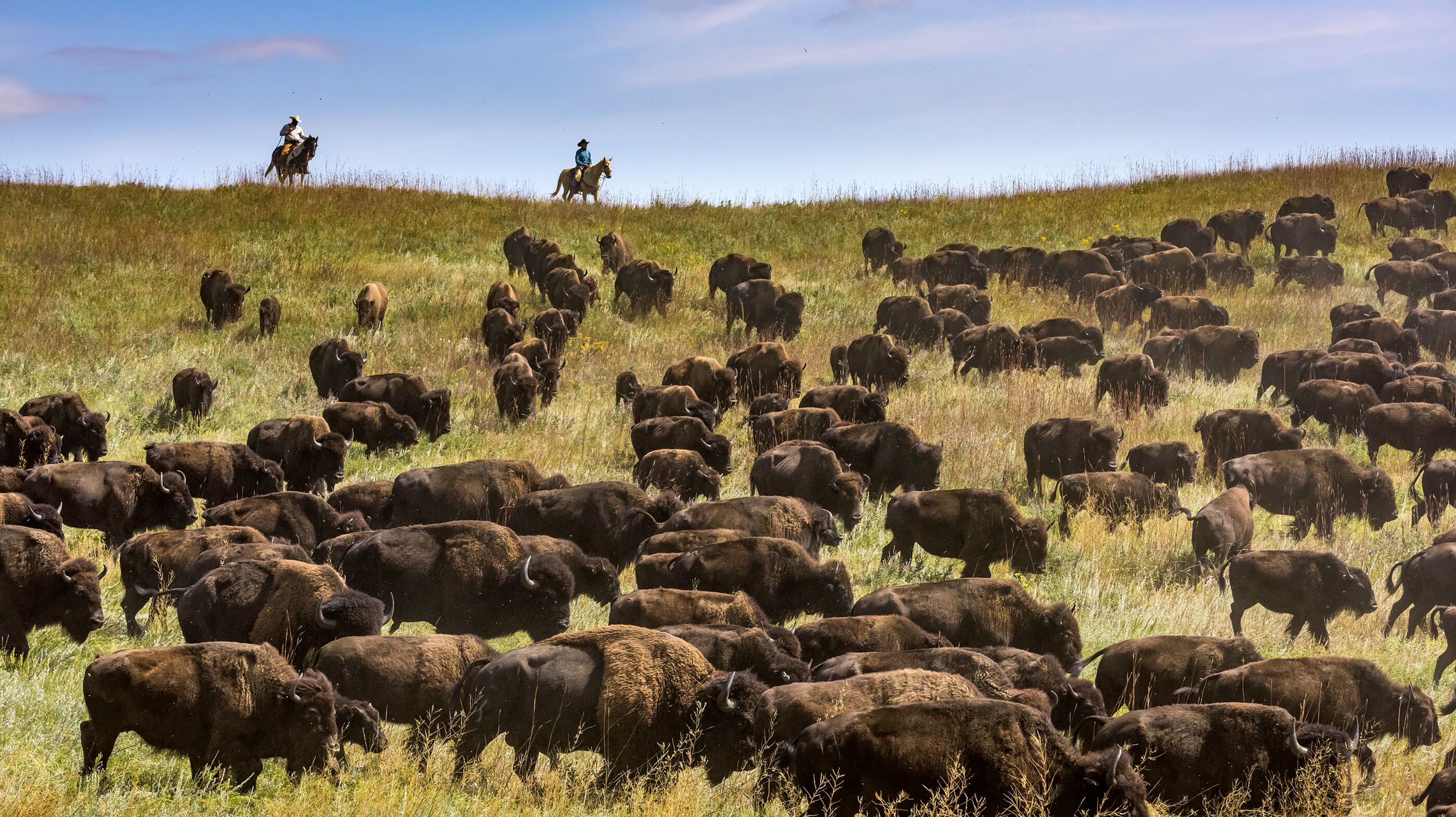 Eine Bisonherde wird zusammengetrieben im Custer State Park in South Dakota