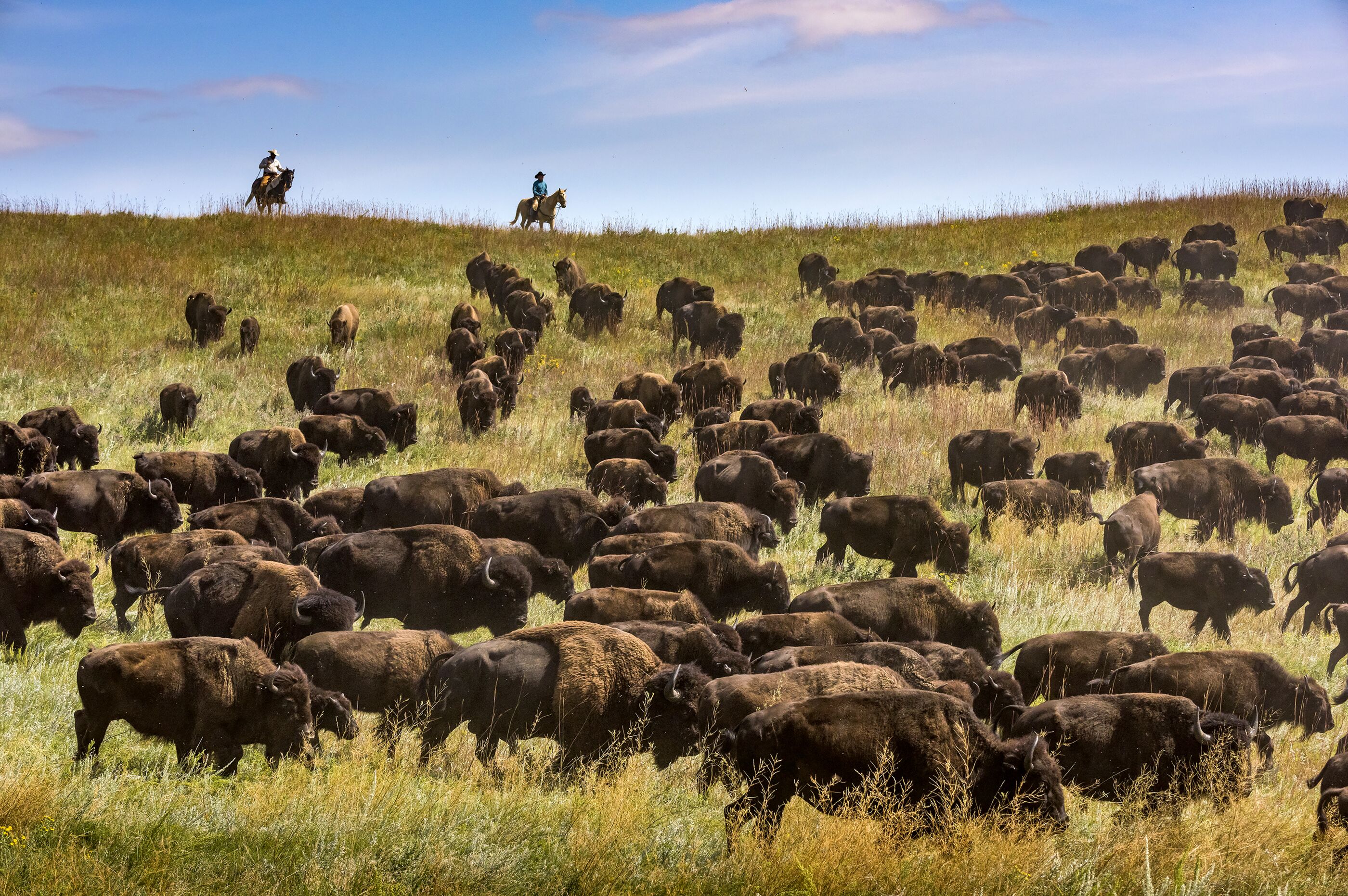 Eine Bisonherde wird zusammengetrieben im Custer State Park in South Dakota Eine Bisonherde wird zusammengetrieben im Custer State Park in South Dakota