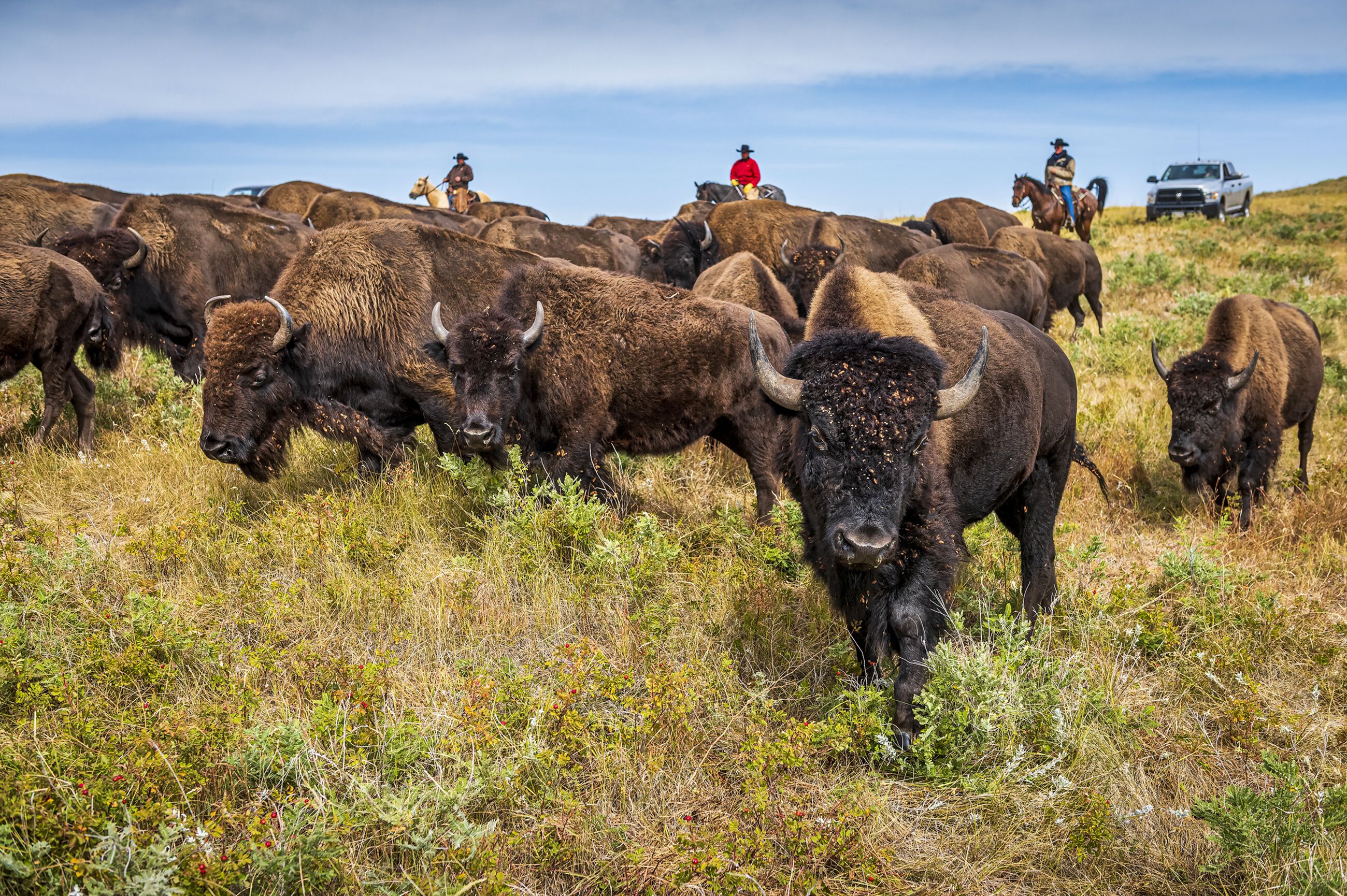Im Custer State Park in South Dakota grast eine Herde von Bisons