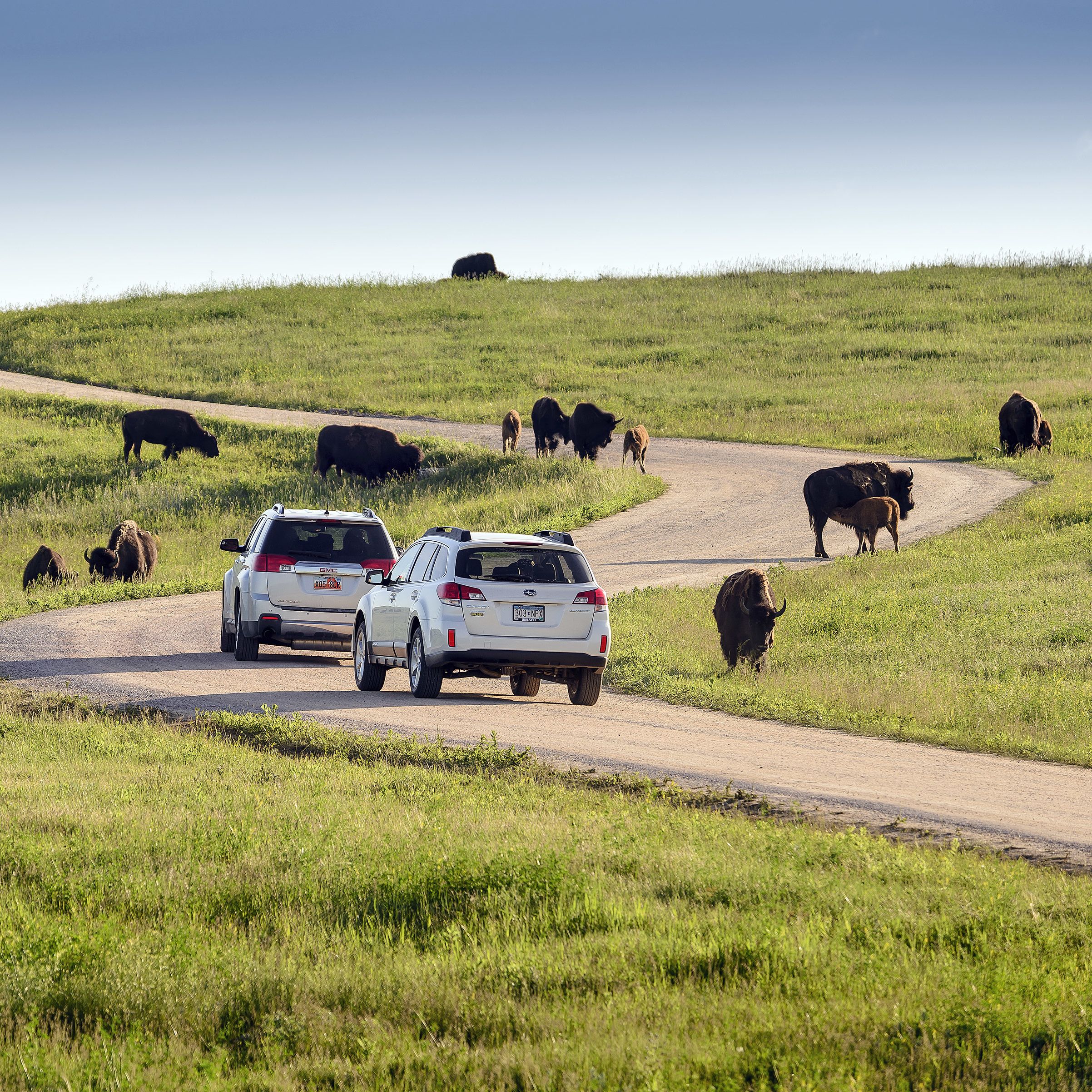 Imperssionen des Custer State Park in Custer, South Dakota