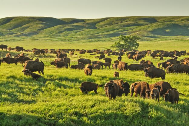 Eine Bison Herde in der Nähe von Fort Pierre in South Dakota Eine Bison Herde in der Nähe von Fort Pierre in South Dakota