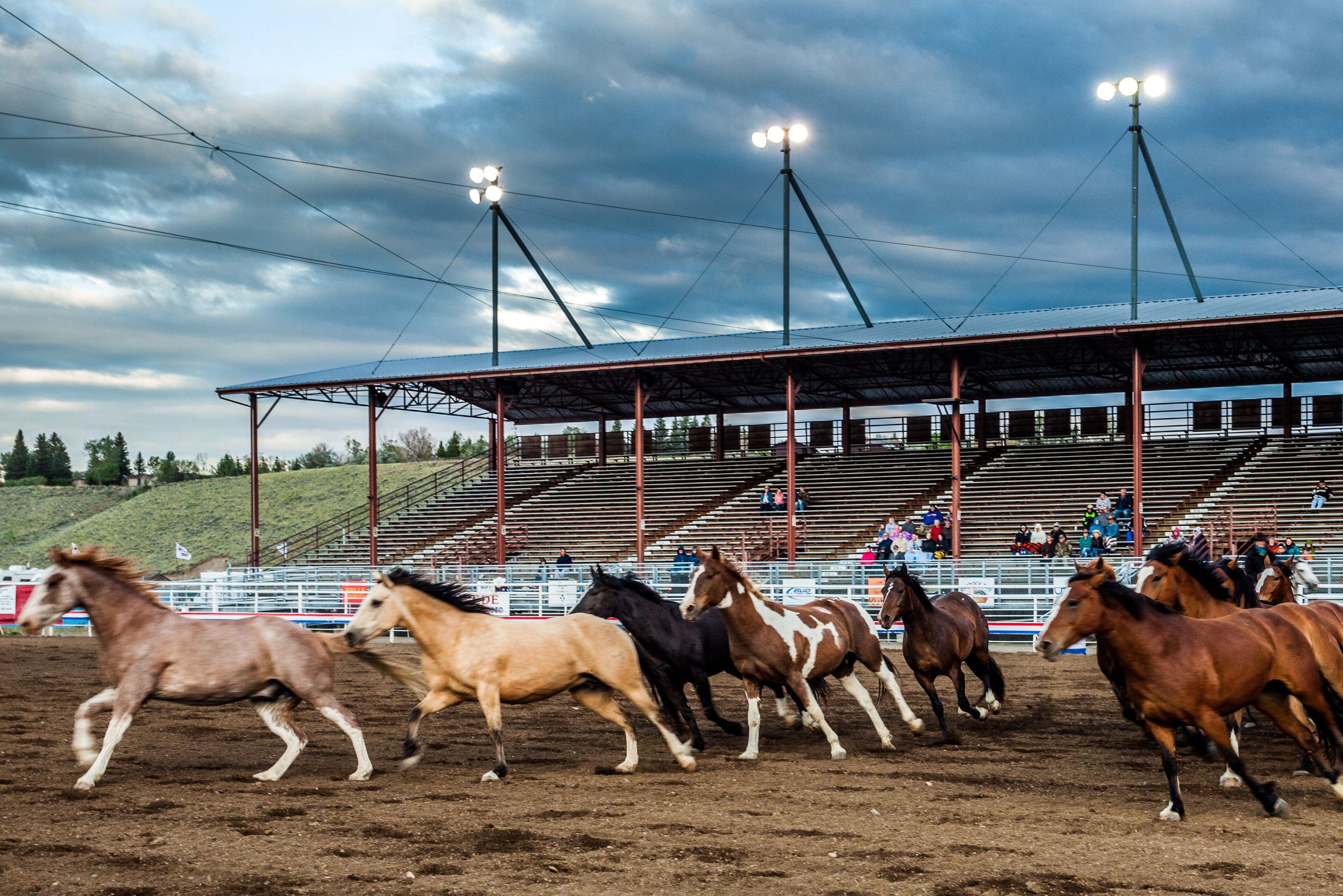 Cody Nite Rodeo Horses