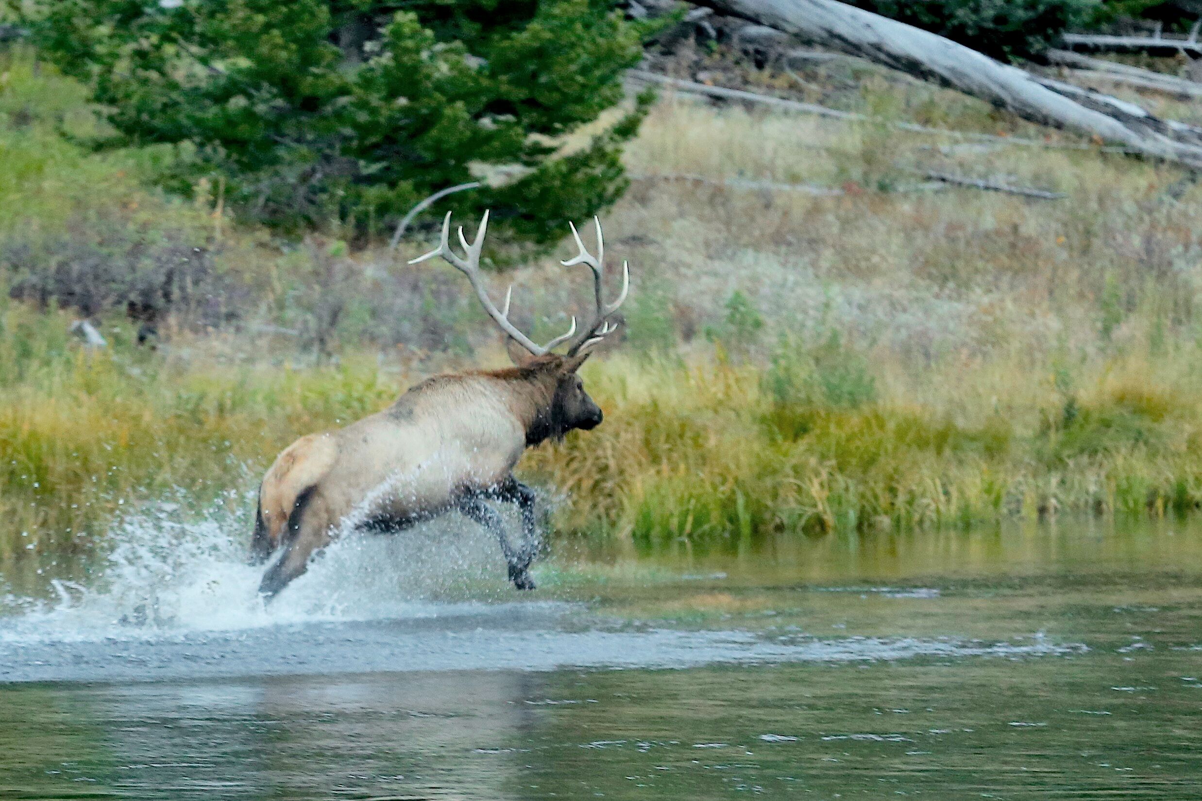 Ein Elch im Fluss, Wyoming