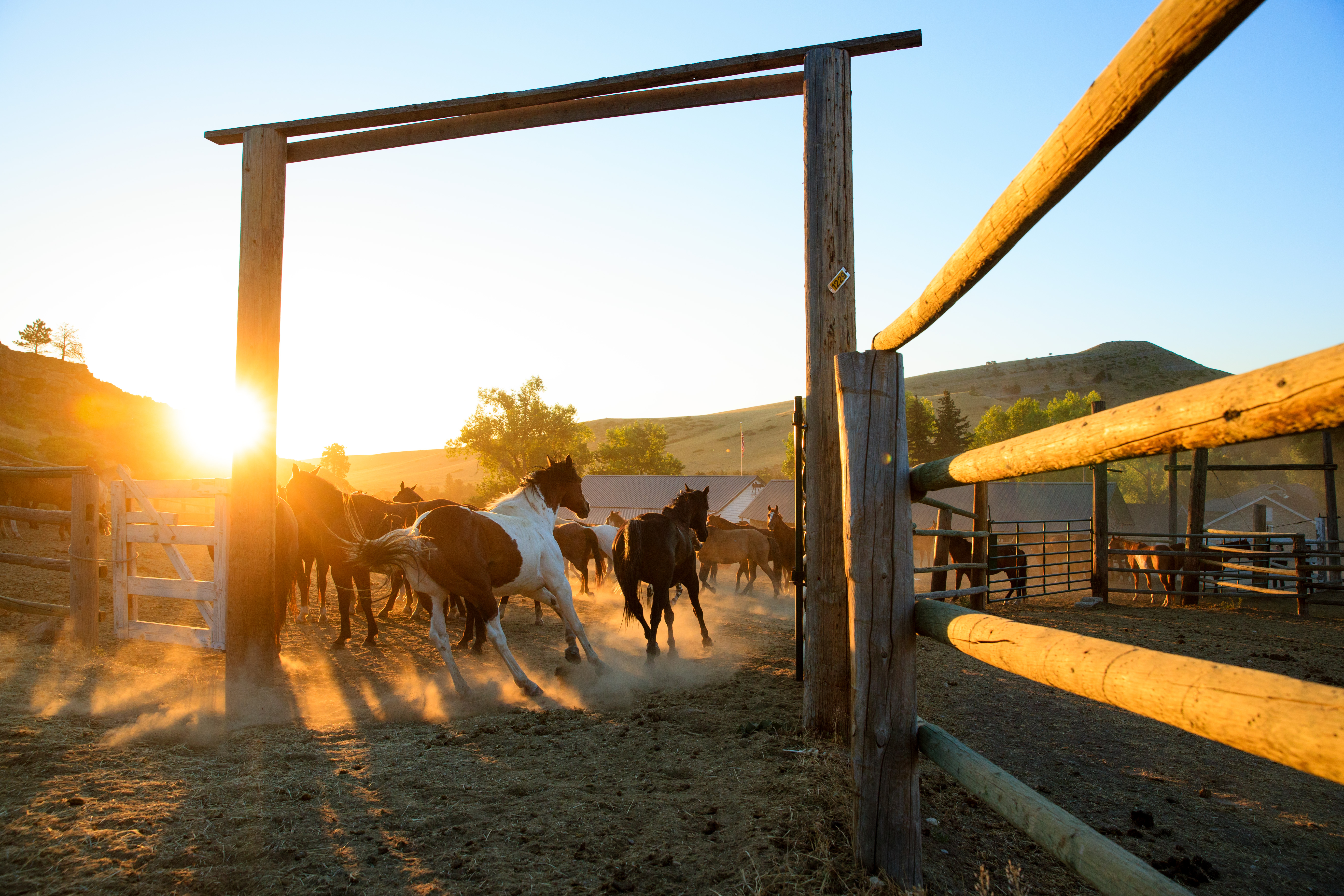 Pferde auf der Eatons Ranch in Wyoming