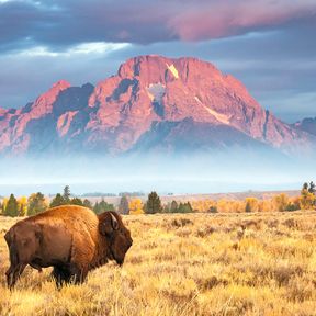 Ein Bison in traumhafter Umgebung vor dem Mount Moran in Wyoming