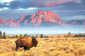 Ein Bison in traumhafter Umgebung vor dem Mount Moran in Wyoming