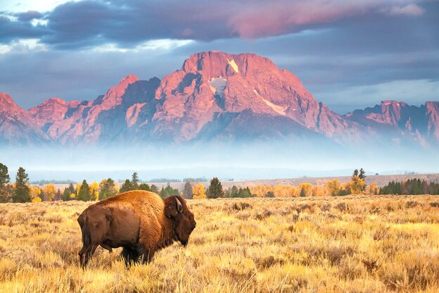 Ein Bison in traumhafter Umgebung vor dem Mount Moran in Wyoming Ein Bison in traumhafter Umgebung vor dem Mount Moran in Wyoming