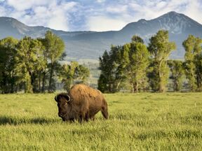 Bison in Jackson Hole, Wyoming