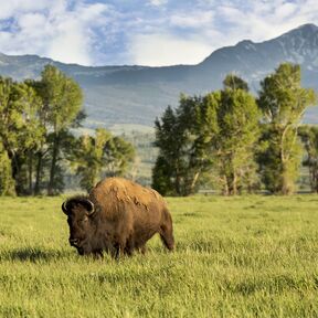 Bison in Jackson Hole, Wyoming