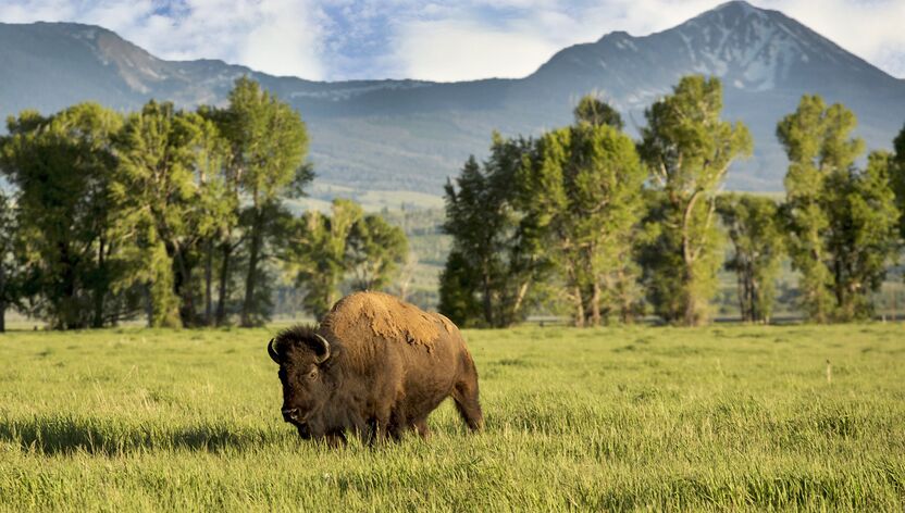Bison in Jackson Hole, Wyoming Bison in Jackson Hole, Wyoming