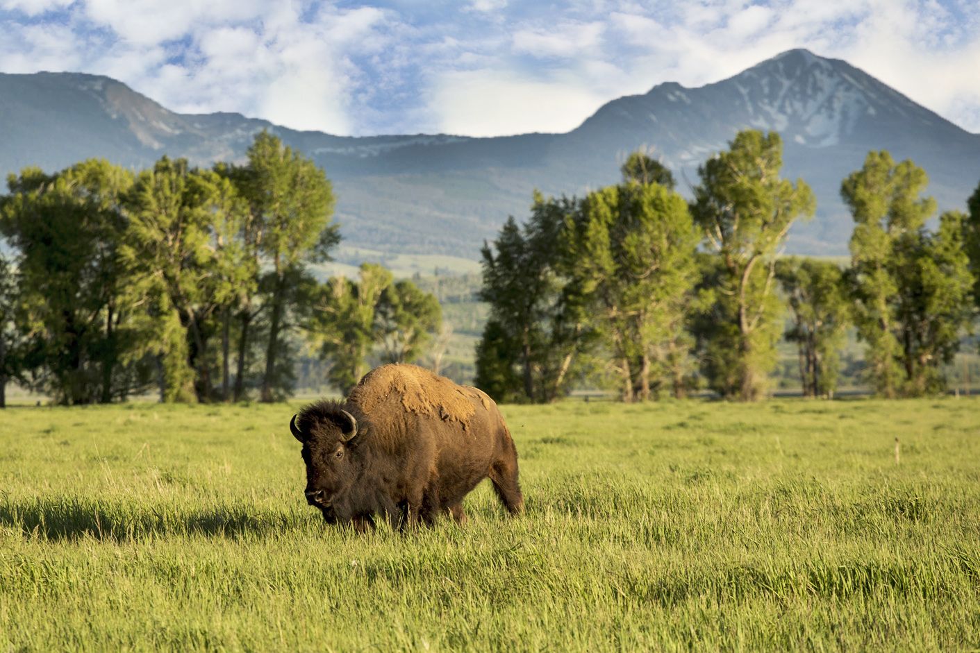 Bison in Jackson Hole, Wyoming