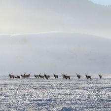 regionen/usa/rocky-mountain-staaten/wyoming/jackson-hole/scenic-15.cr1515x1516-490x115 regionen/usa/rocky-mountain-staaten/wyoming/jackson-hole/scenic-15.cr1515x1516-490x115
