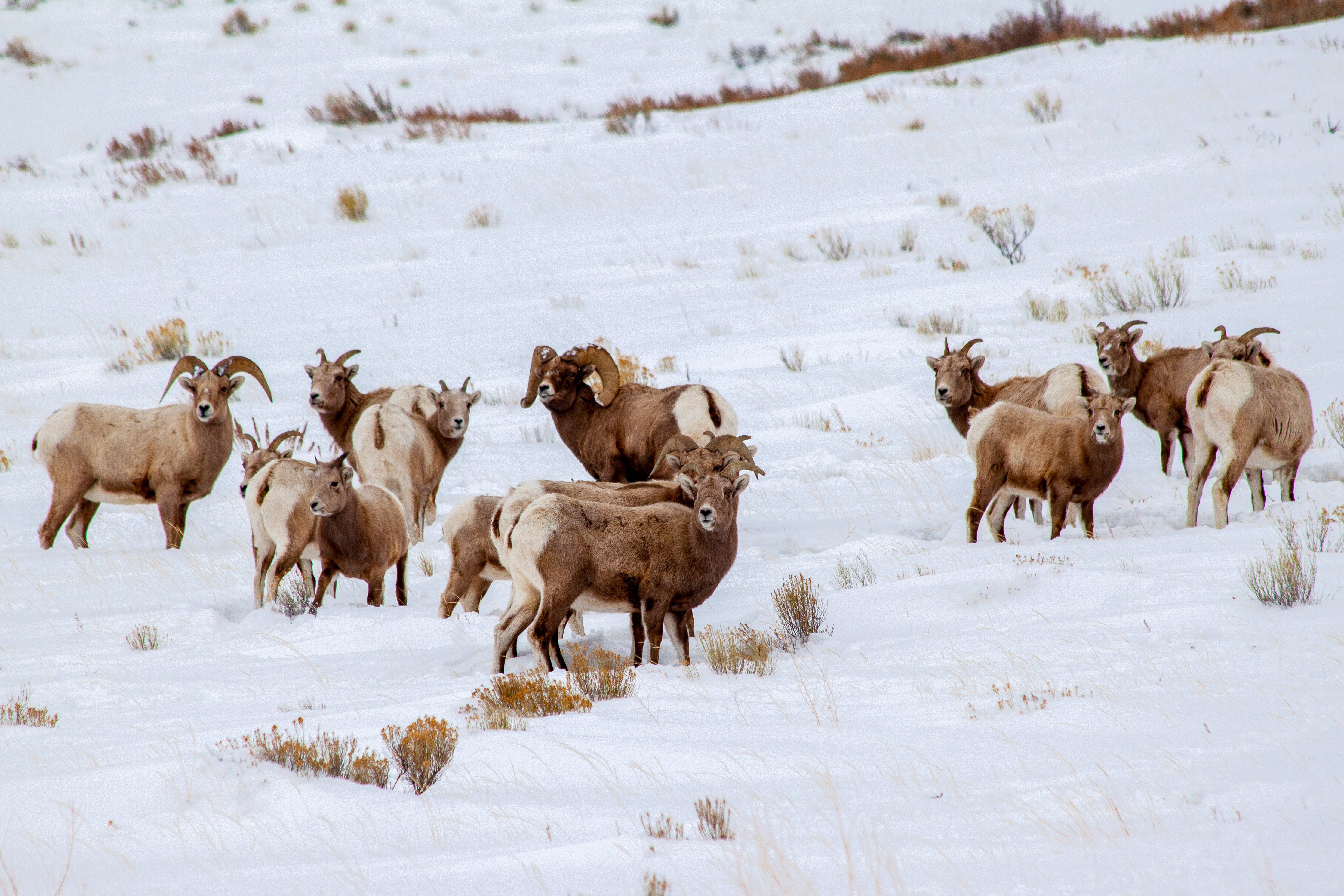 Dickhornschafe im verschneiten Grand Teton National Park