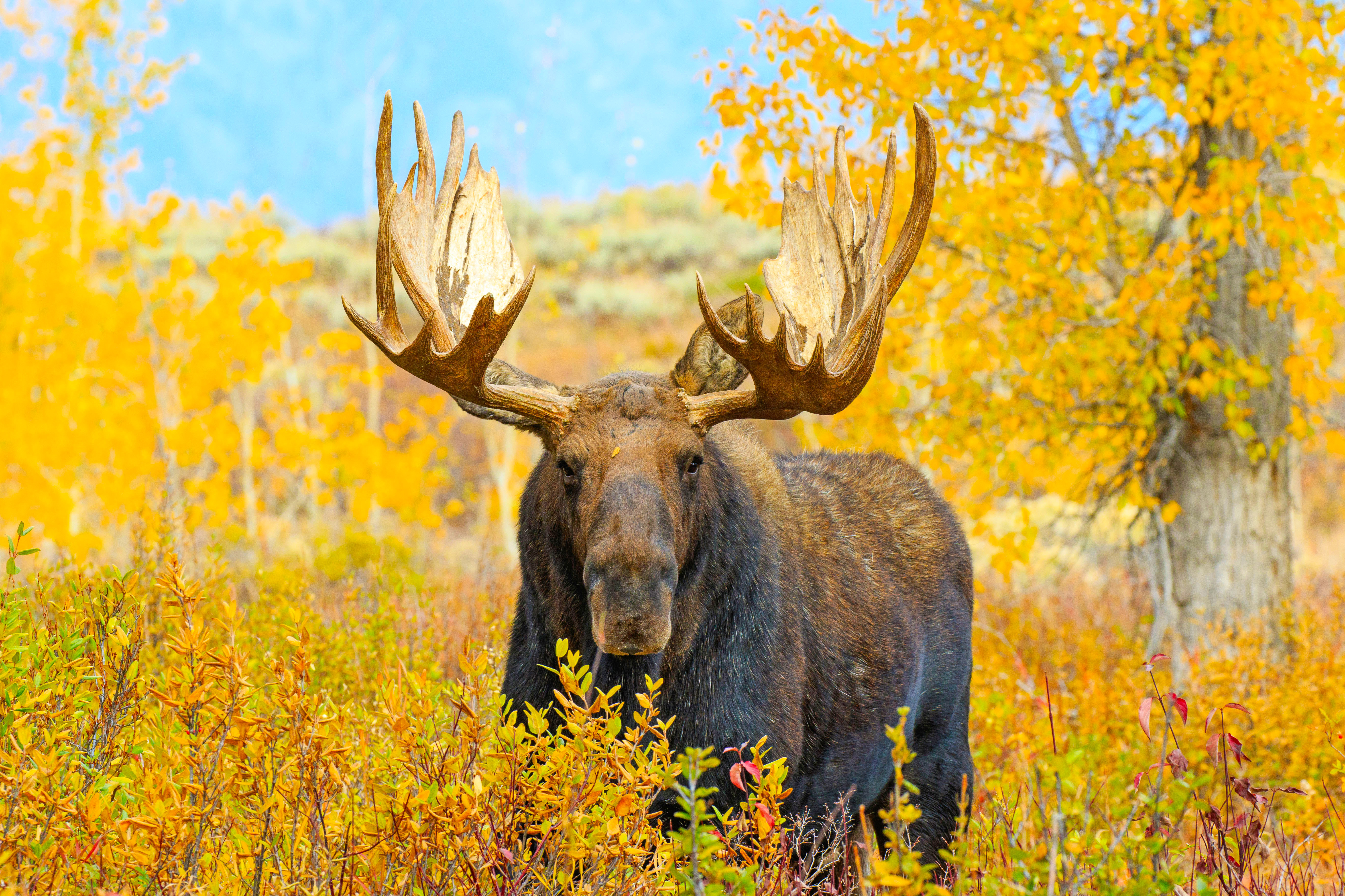 Elch im herbstlichen Gebüsch im Grand Teton National Park