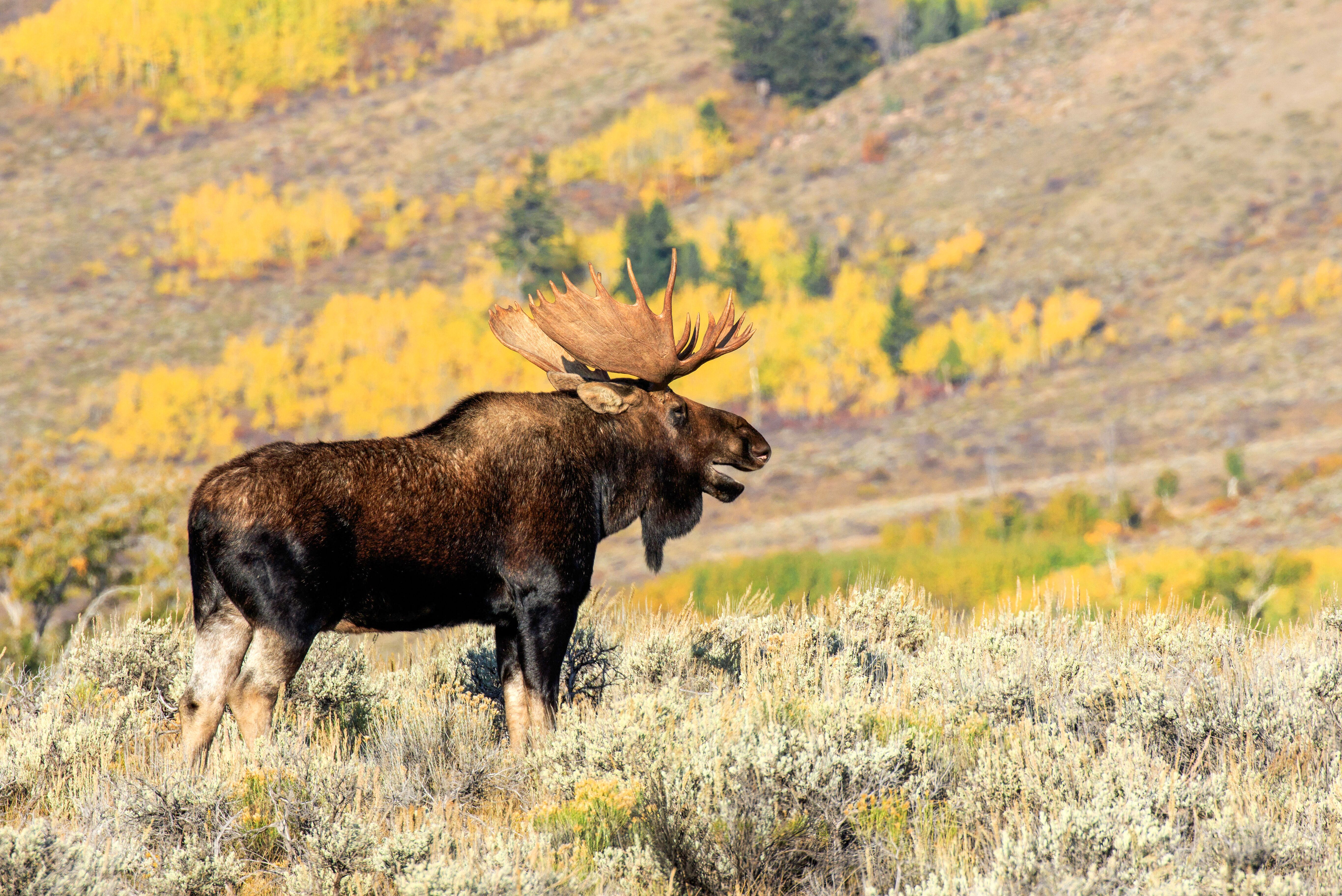 Elch im Grand Teton National Park in Wyoming
