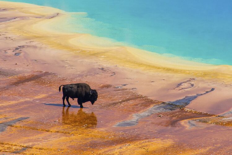 Bison überkreuzt die Thermalquelle Grand Prismatic Spring im Yellowstone National Park von Wyoming