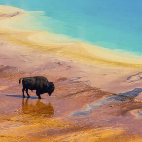 Bison überkreuzt die Thermalquelle Grand Prismatic Spring im Yellowstone National Park von Wyoming