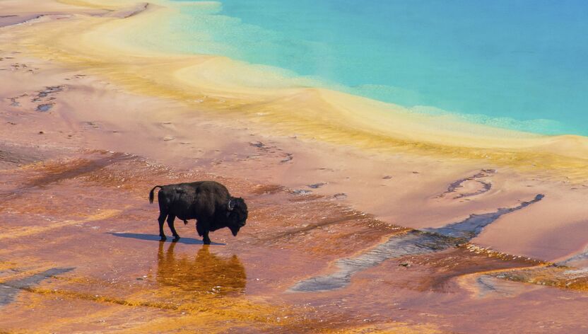 Bison überkreuzt die Thermalquelle Grand Prismatic Spring im Yellowstone National Park von Wyoming