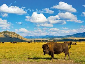 Bison im Yellowstone National Park