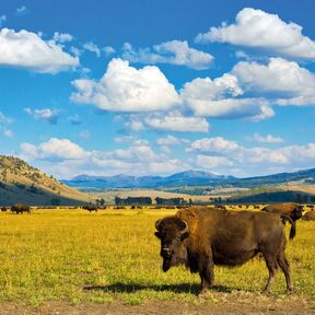 Bison im Yellowstone National Park