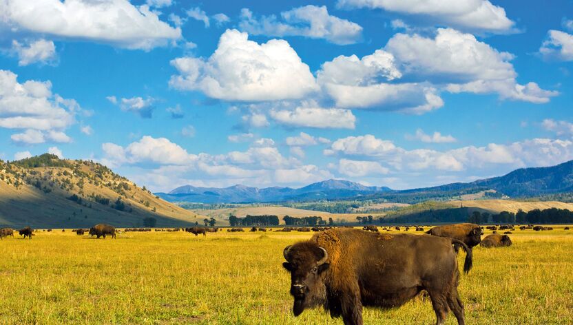 Bison im Yellowstone National Park